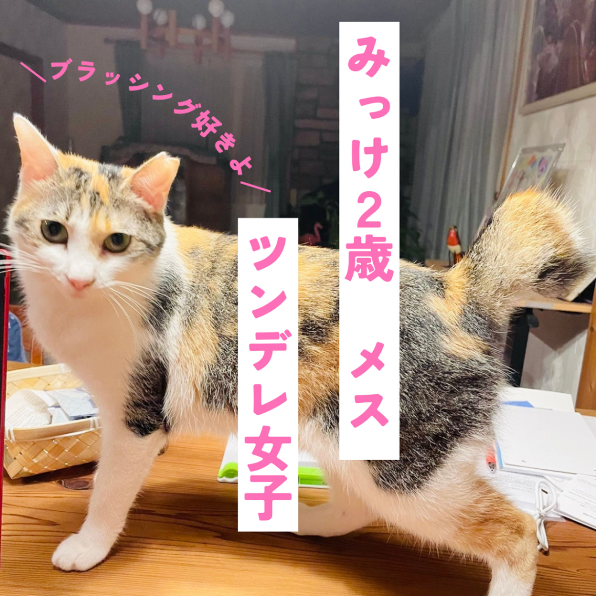 雑種（ミックス猫）・メスの里親募集の写真