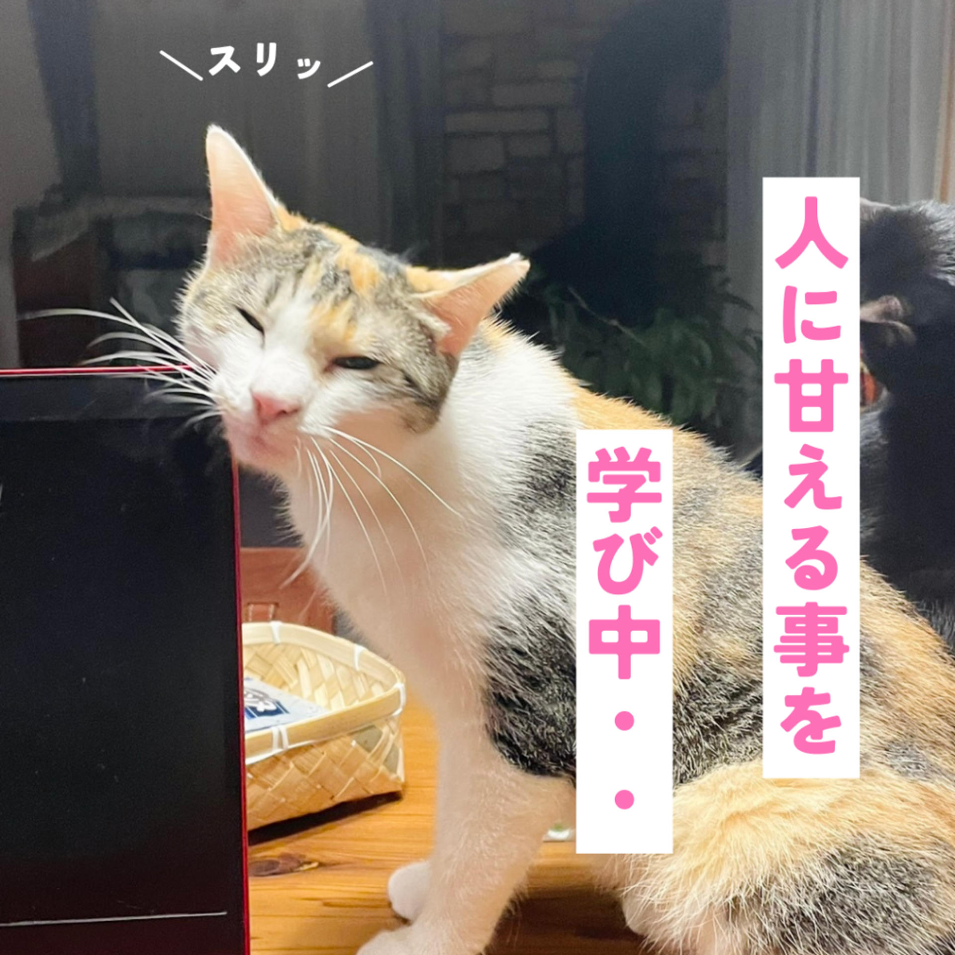pet-image-2