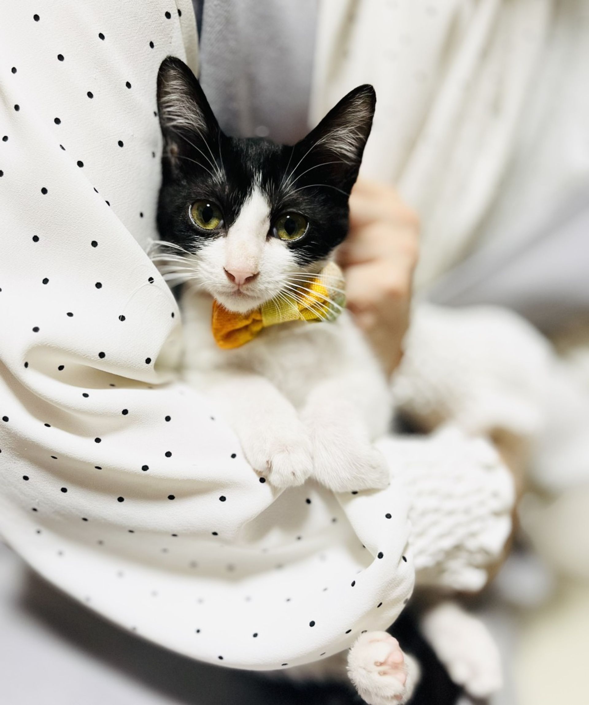 雑種（ミックス猫）・メスの里親募集の写真