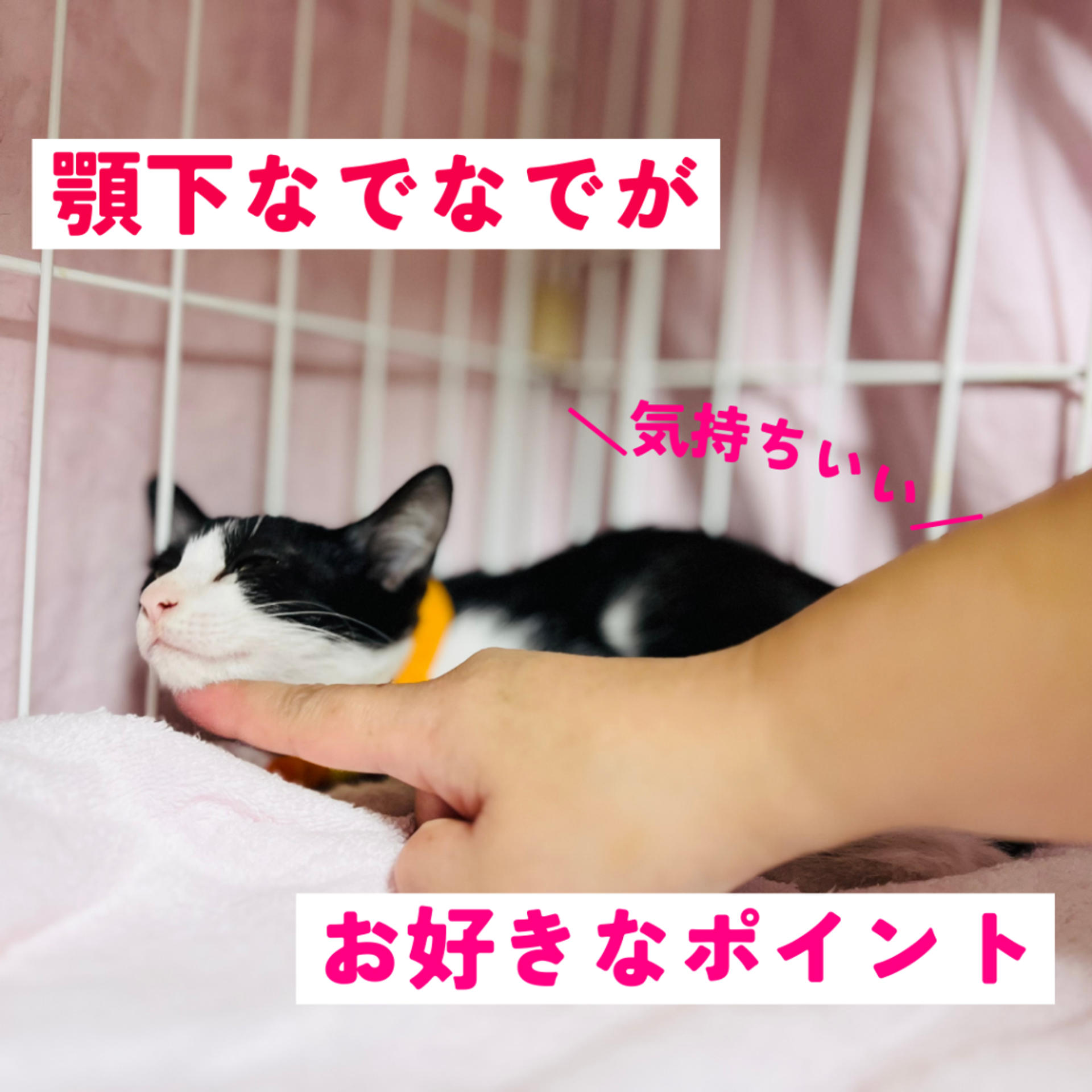pet-image-5