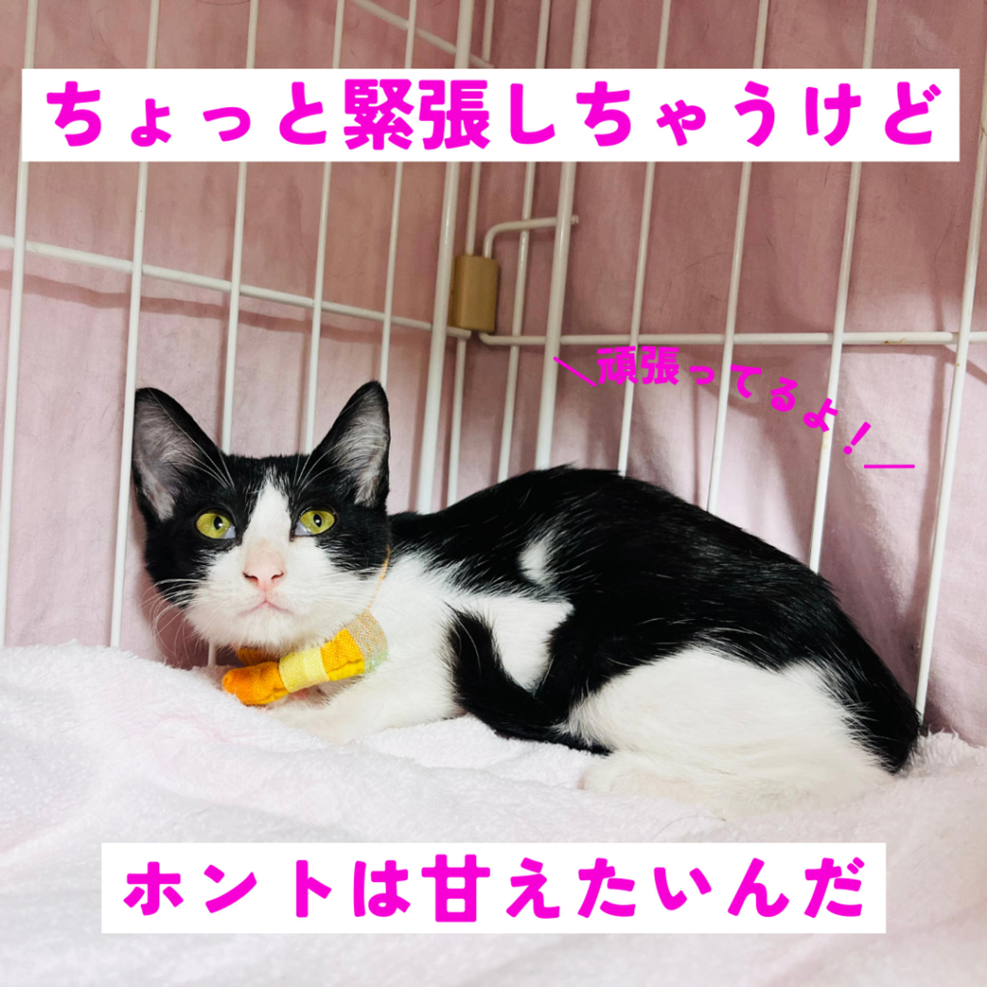 pet-image-4