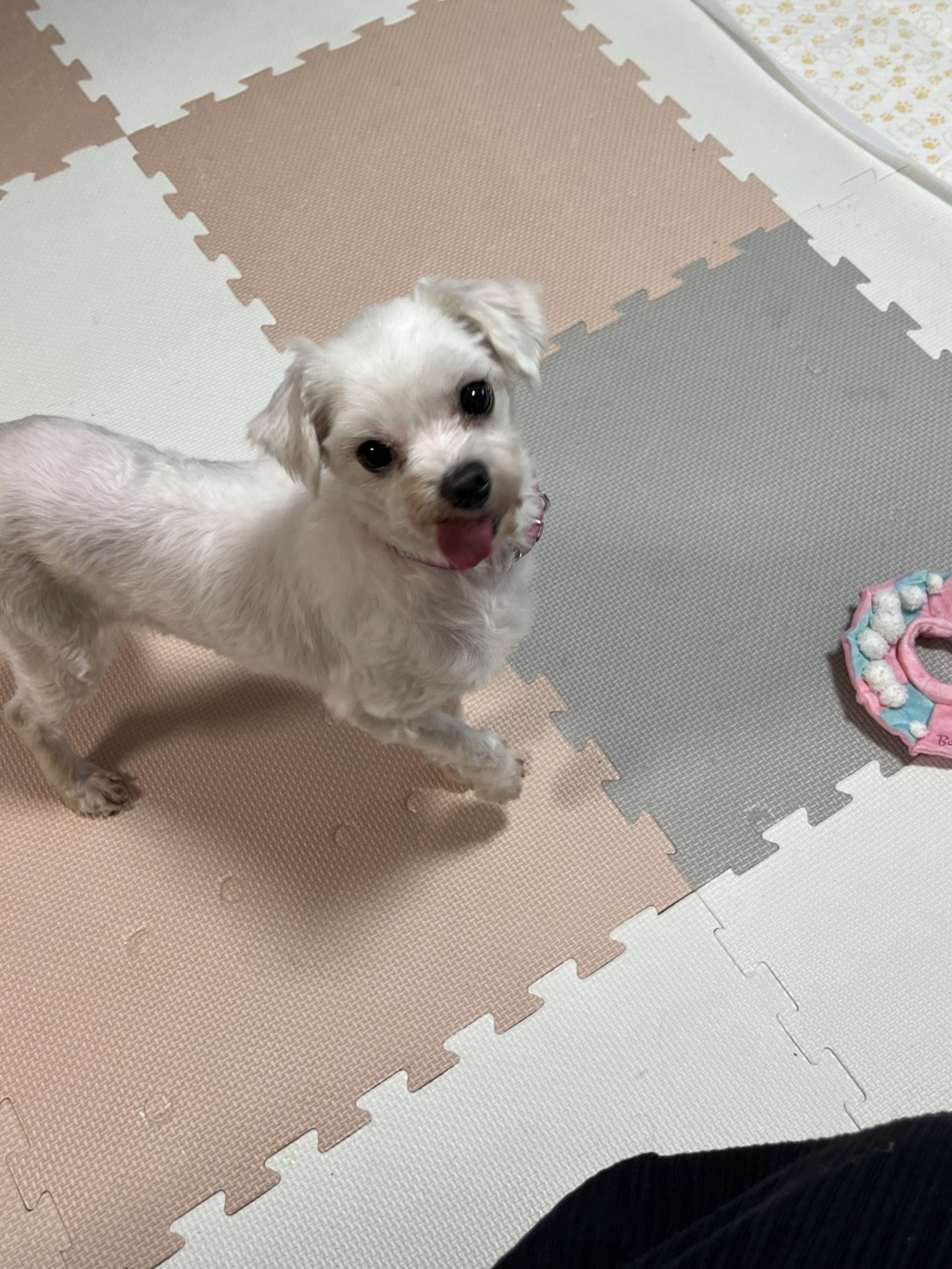 pet-image-2