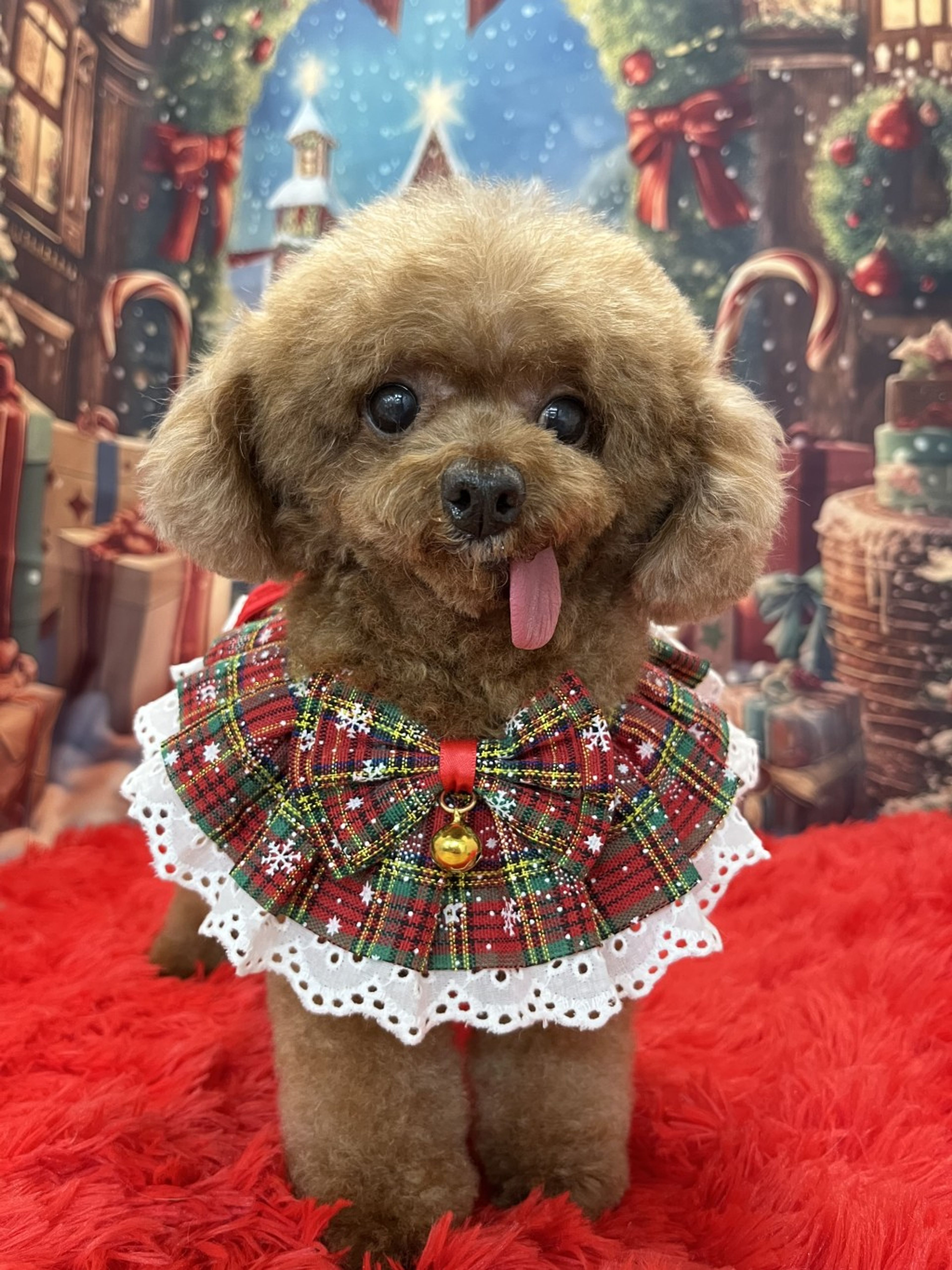 pet-image-2