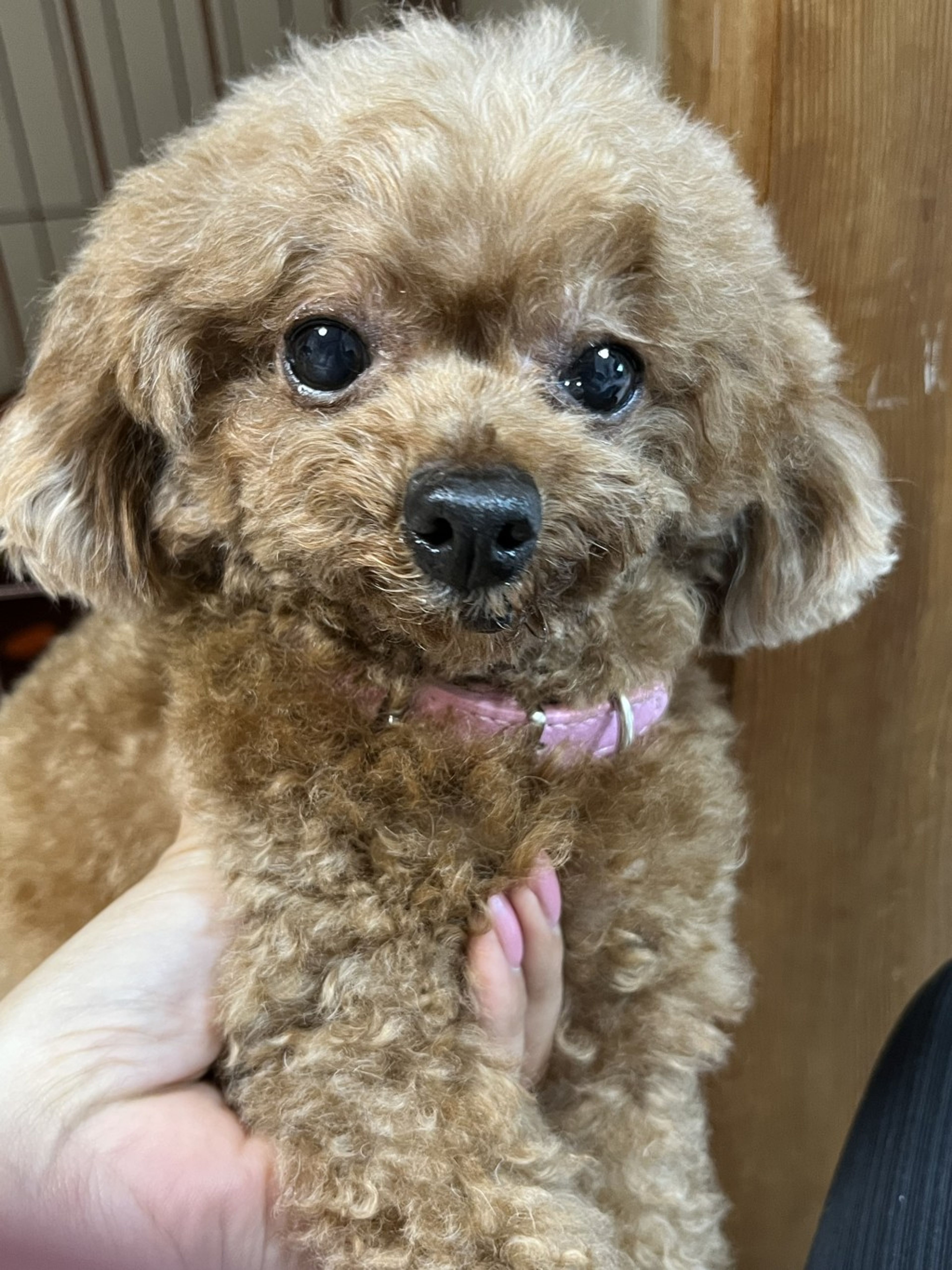 pet-image-4