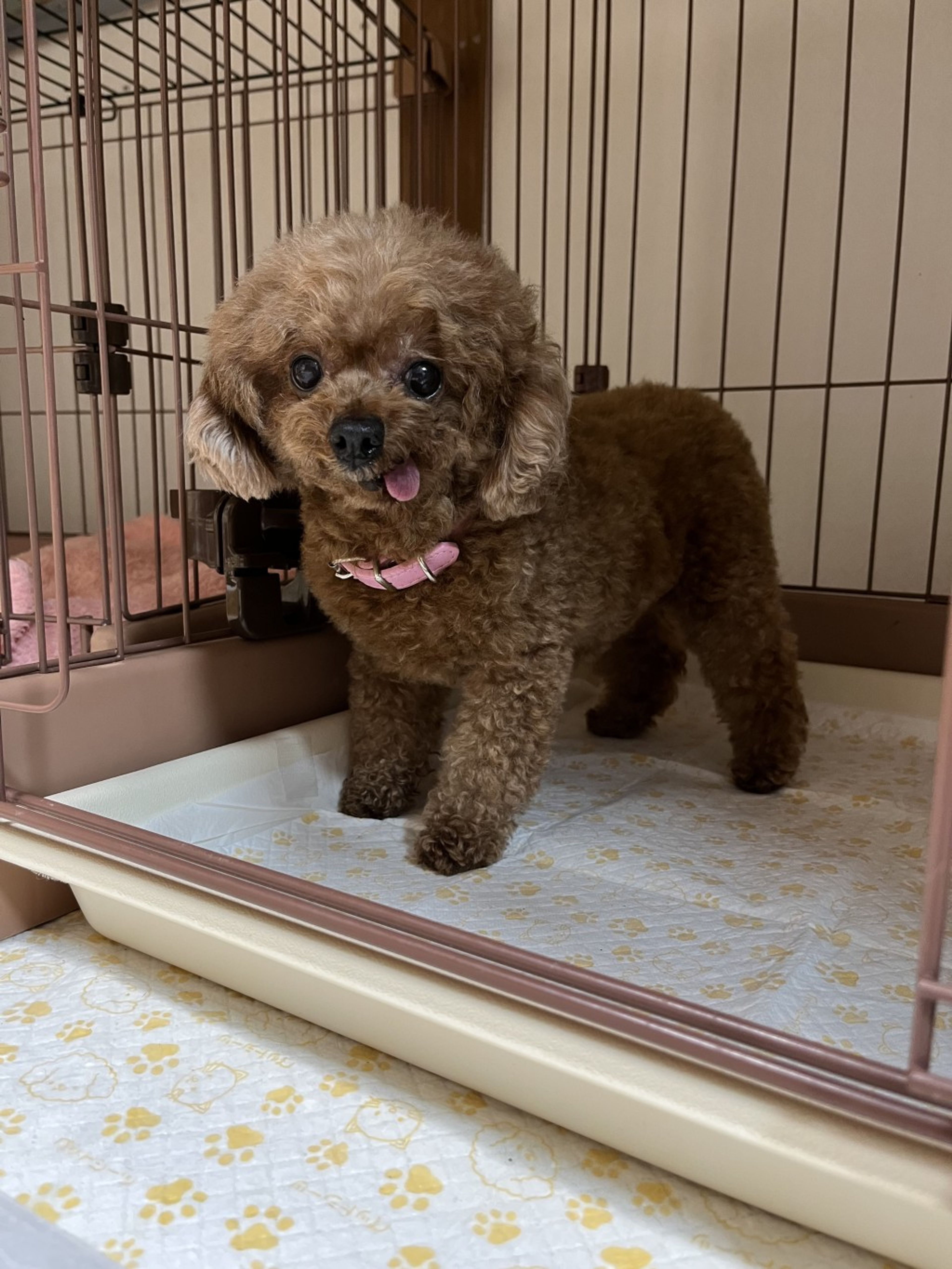 pet-image-5