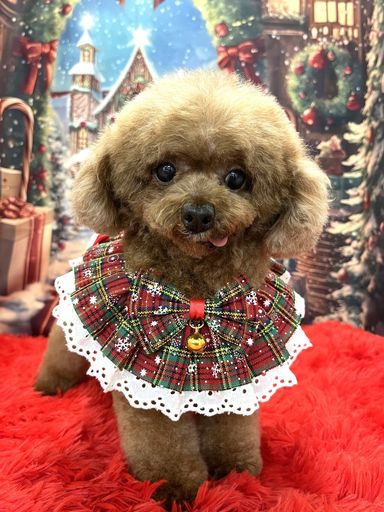 ミシャの写真