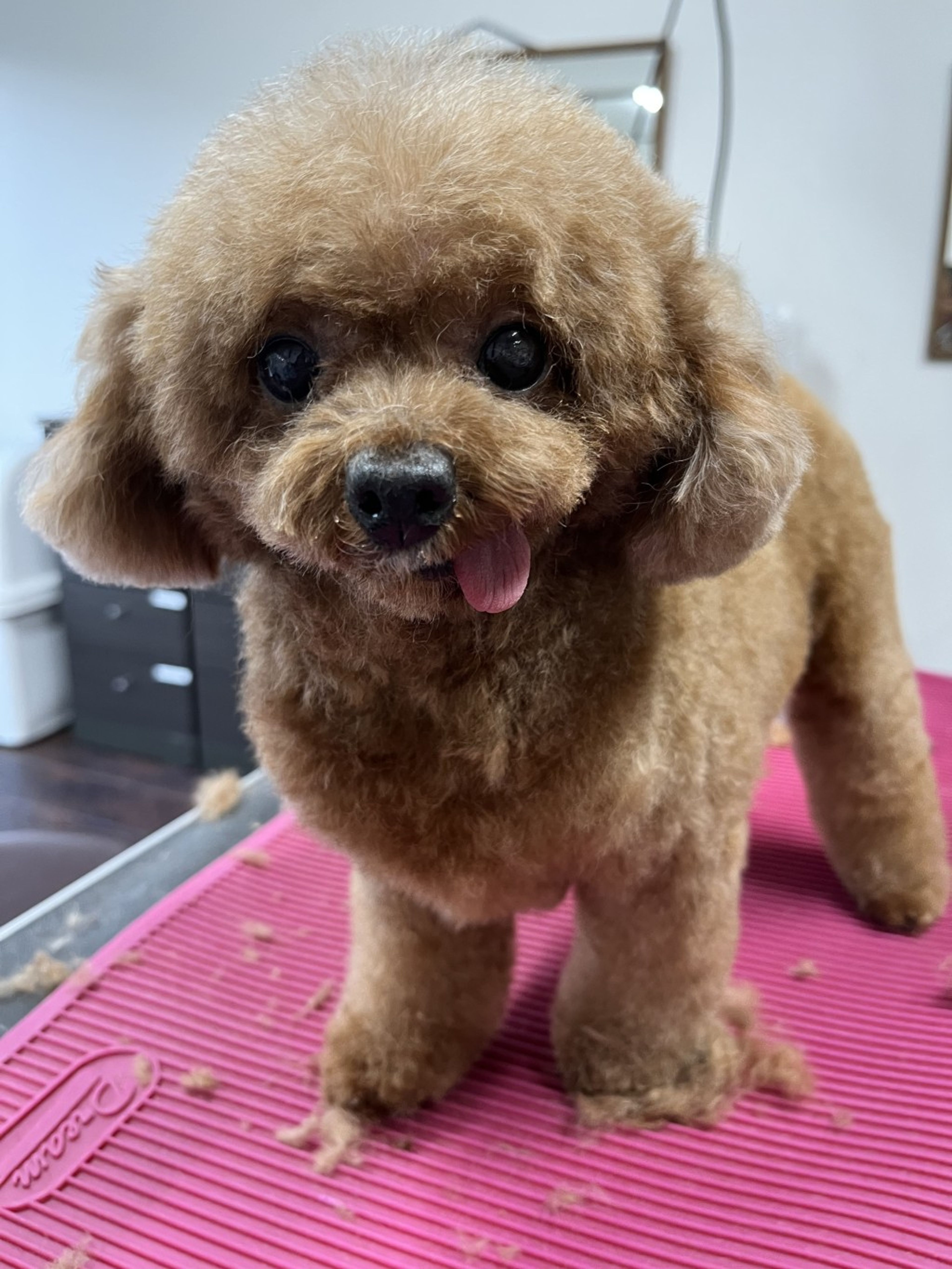 pet-image-3