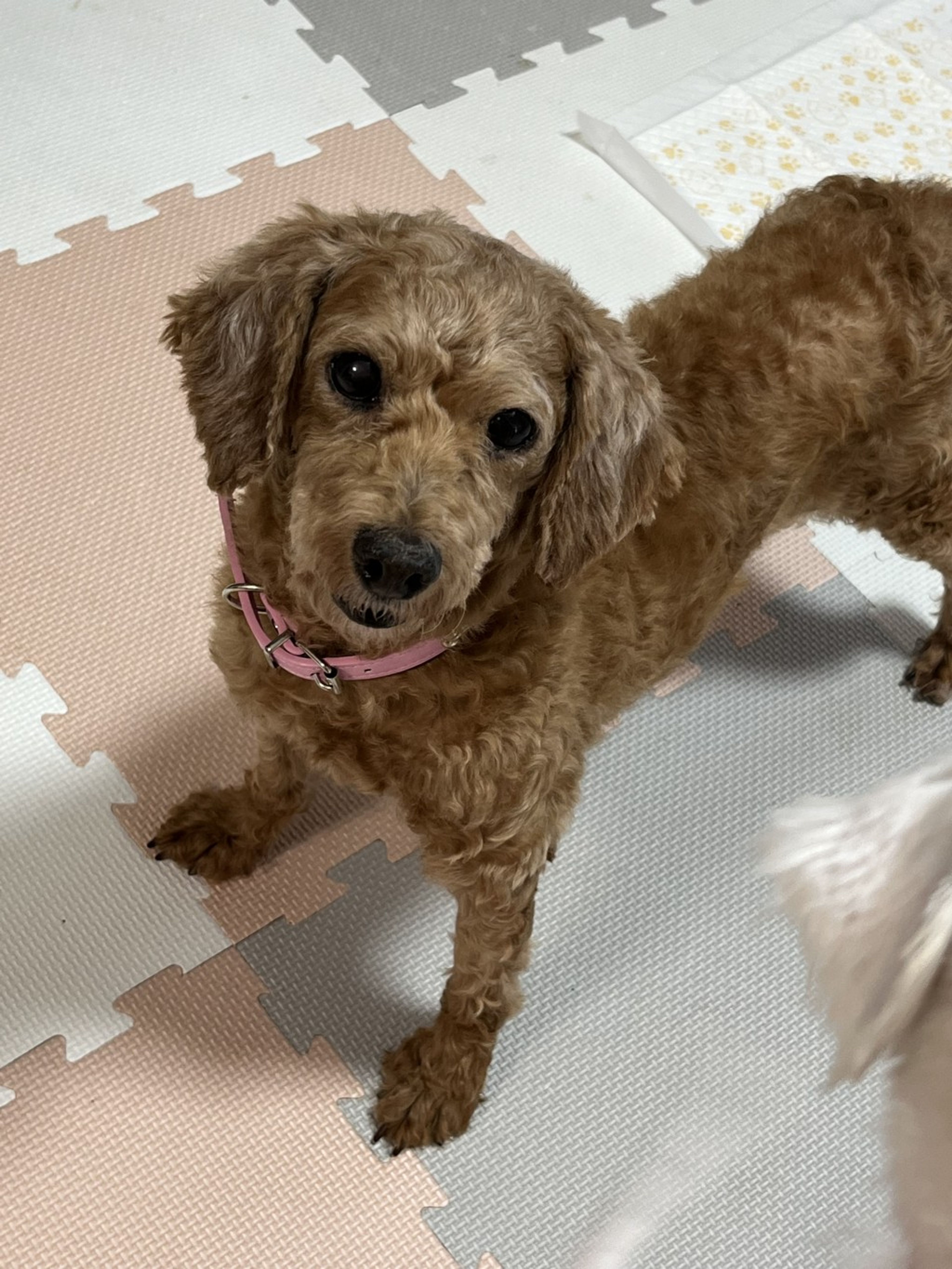 pet-image-4