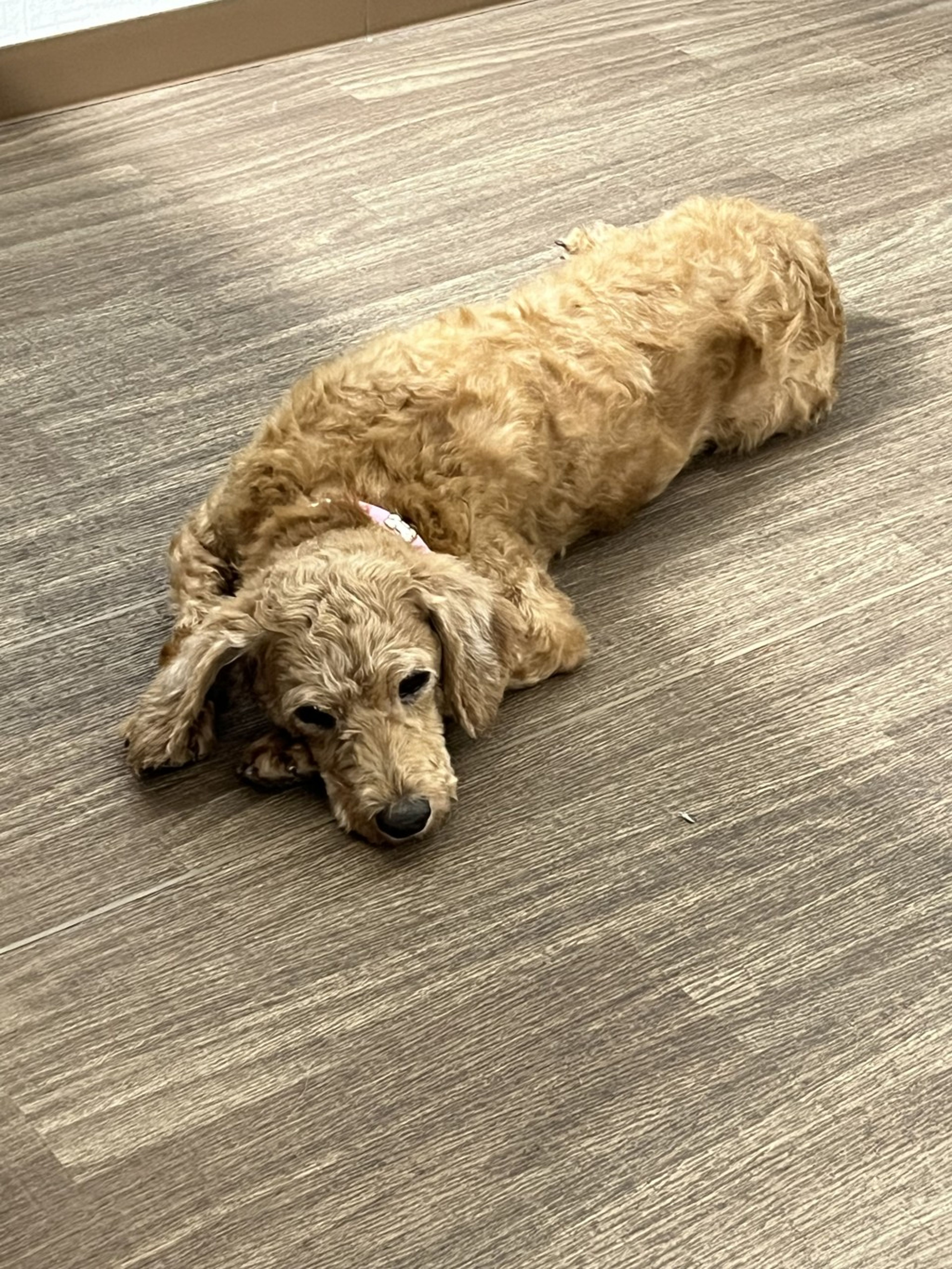 pet-image-3