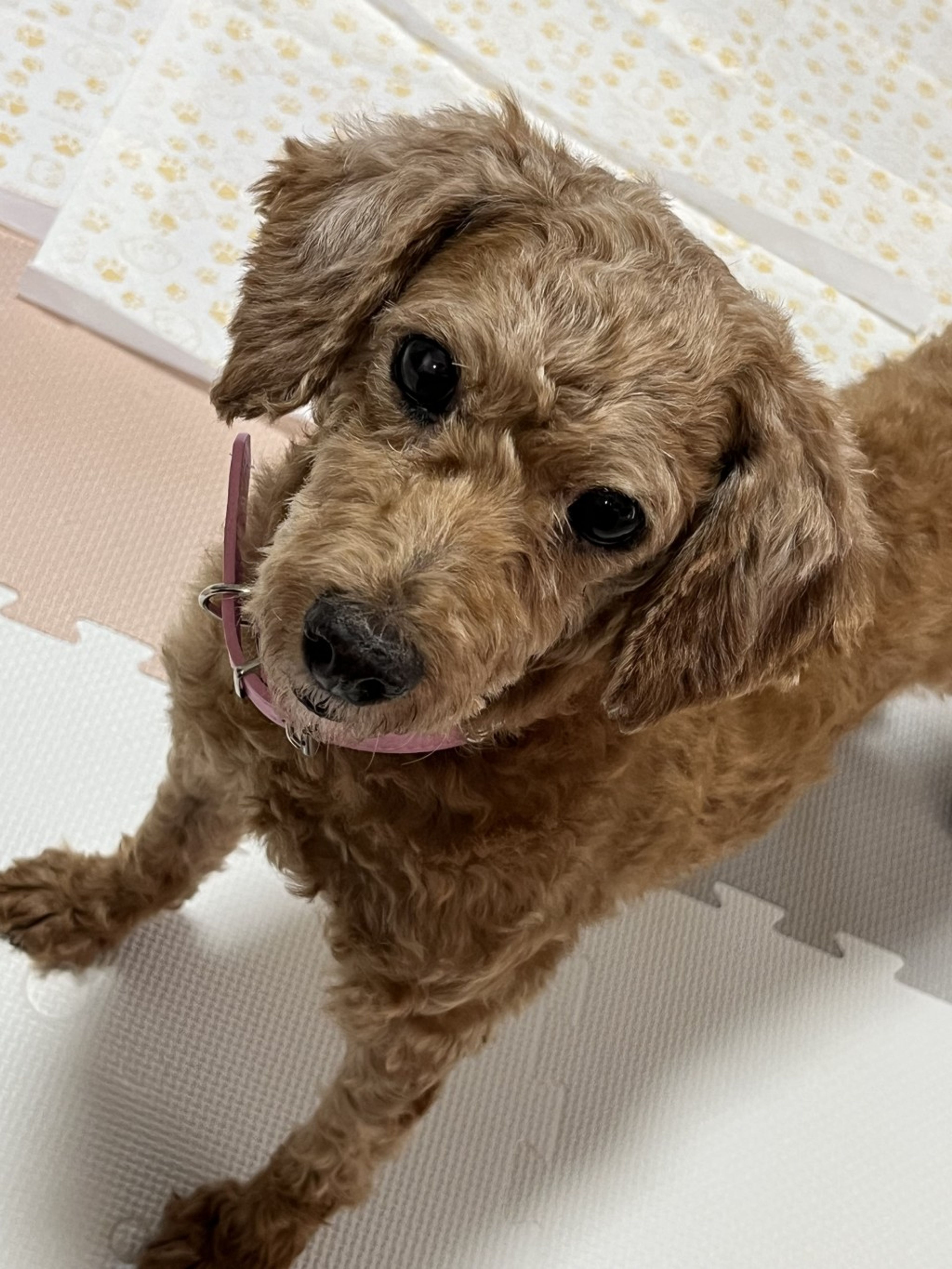 pet-image-5