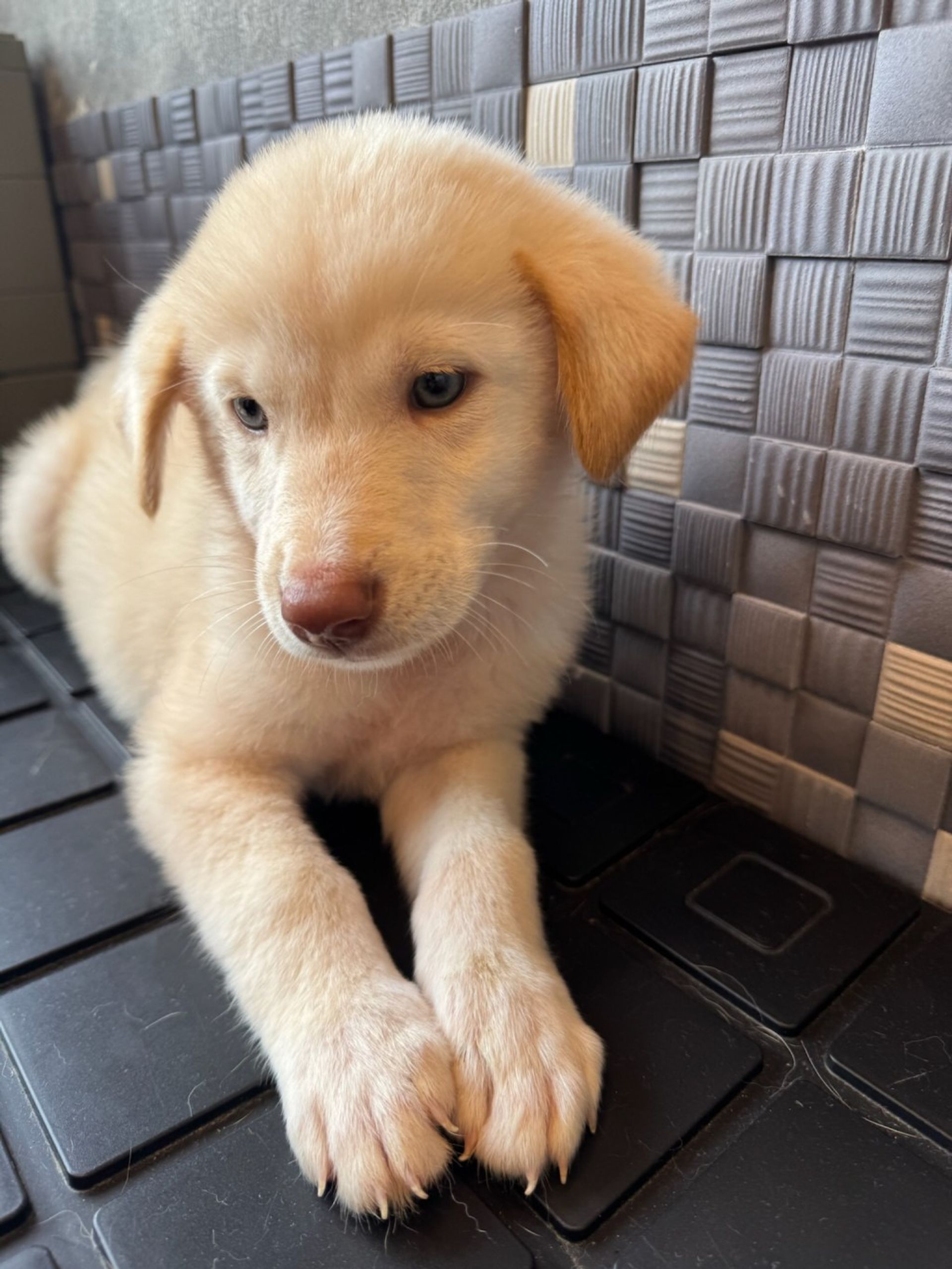 雑種（ミックス犬）・オスの里親募集の写真