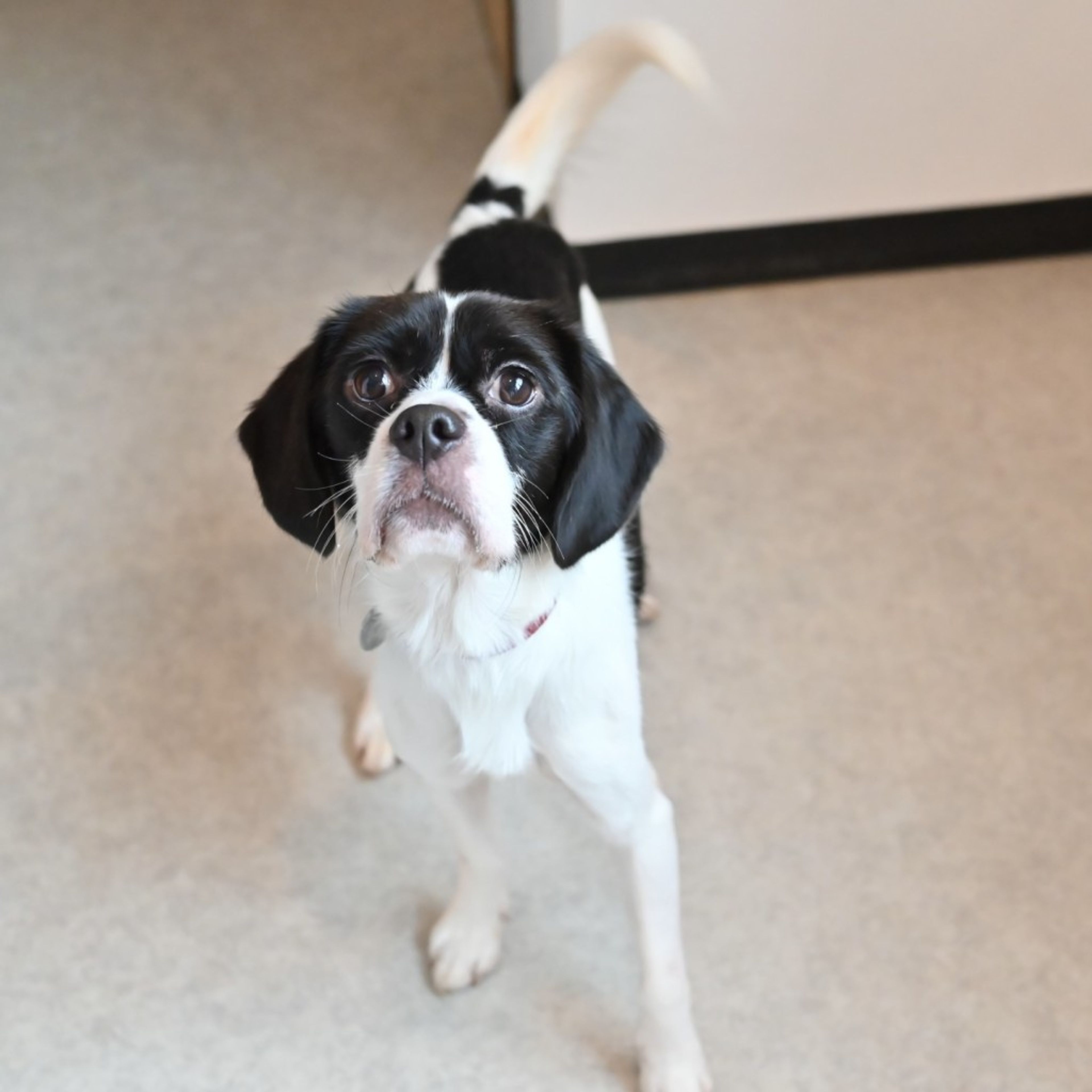 pet-image-4