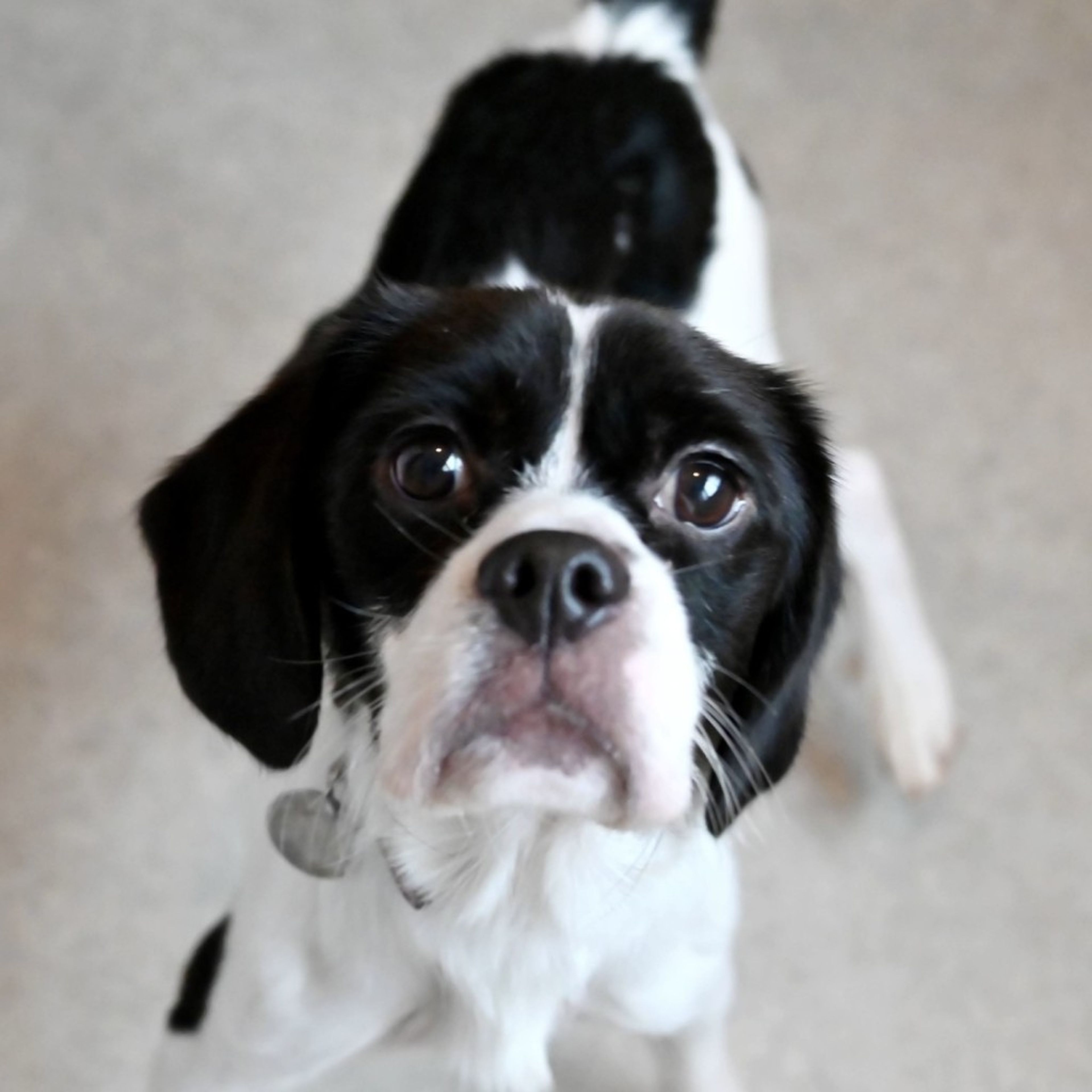 pet-image-5