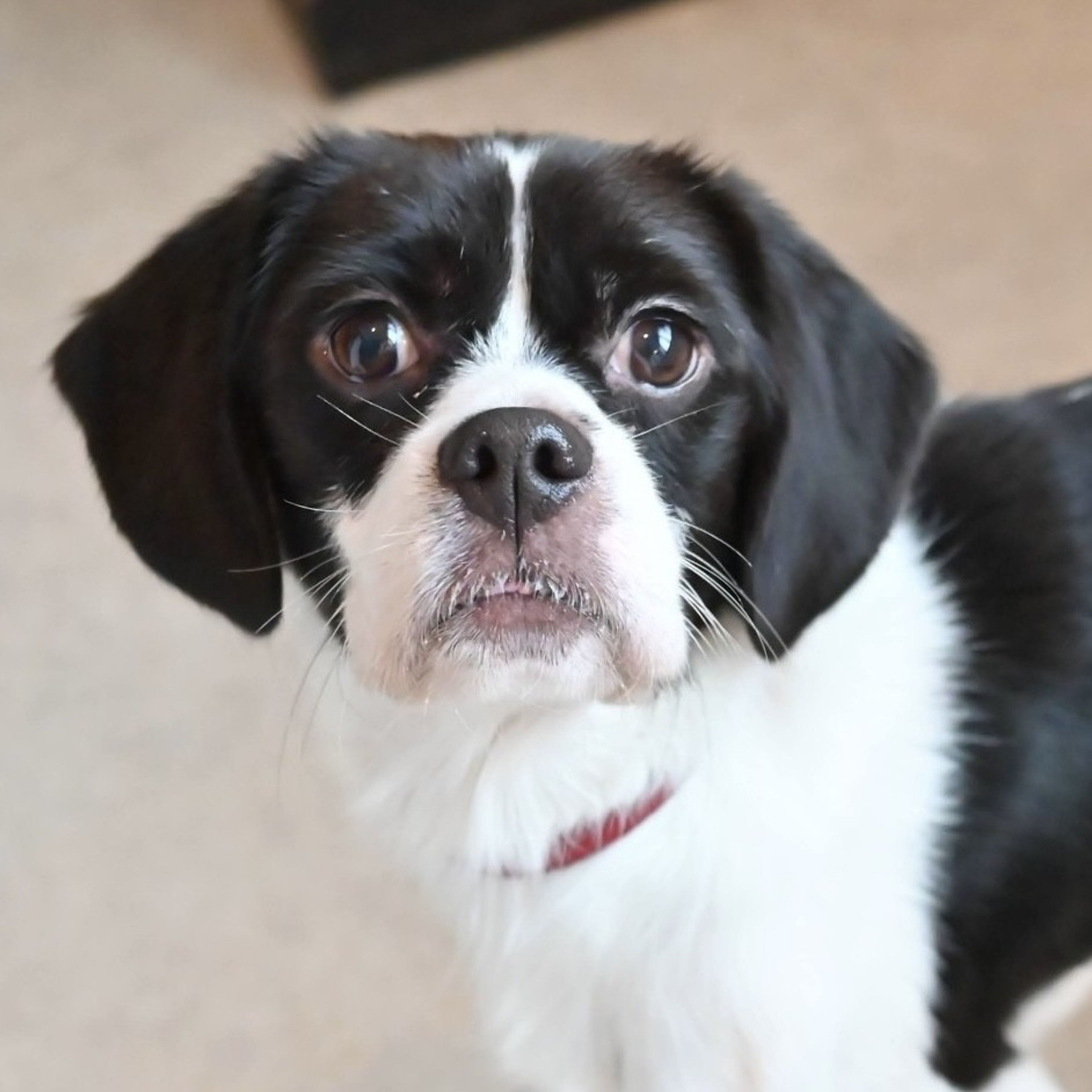 雑種（ミックス犬）・オスの里親募集の写真