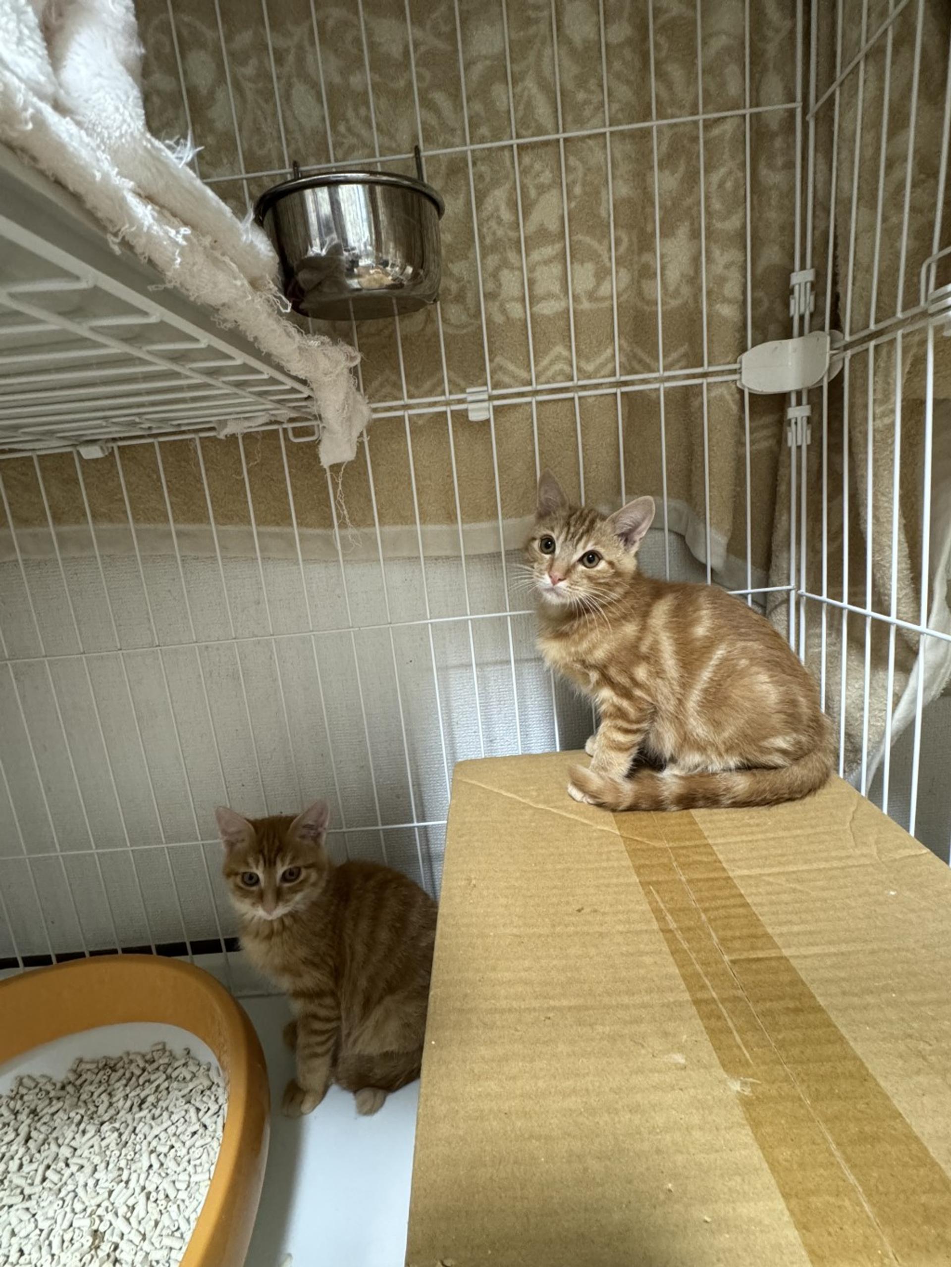pet-image-5