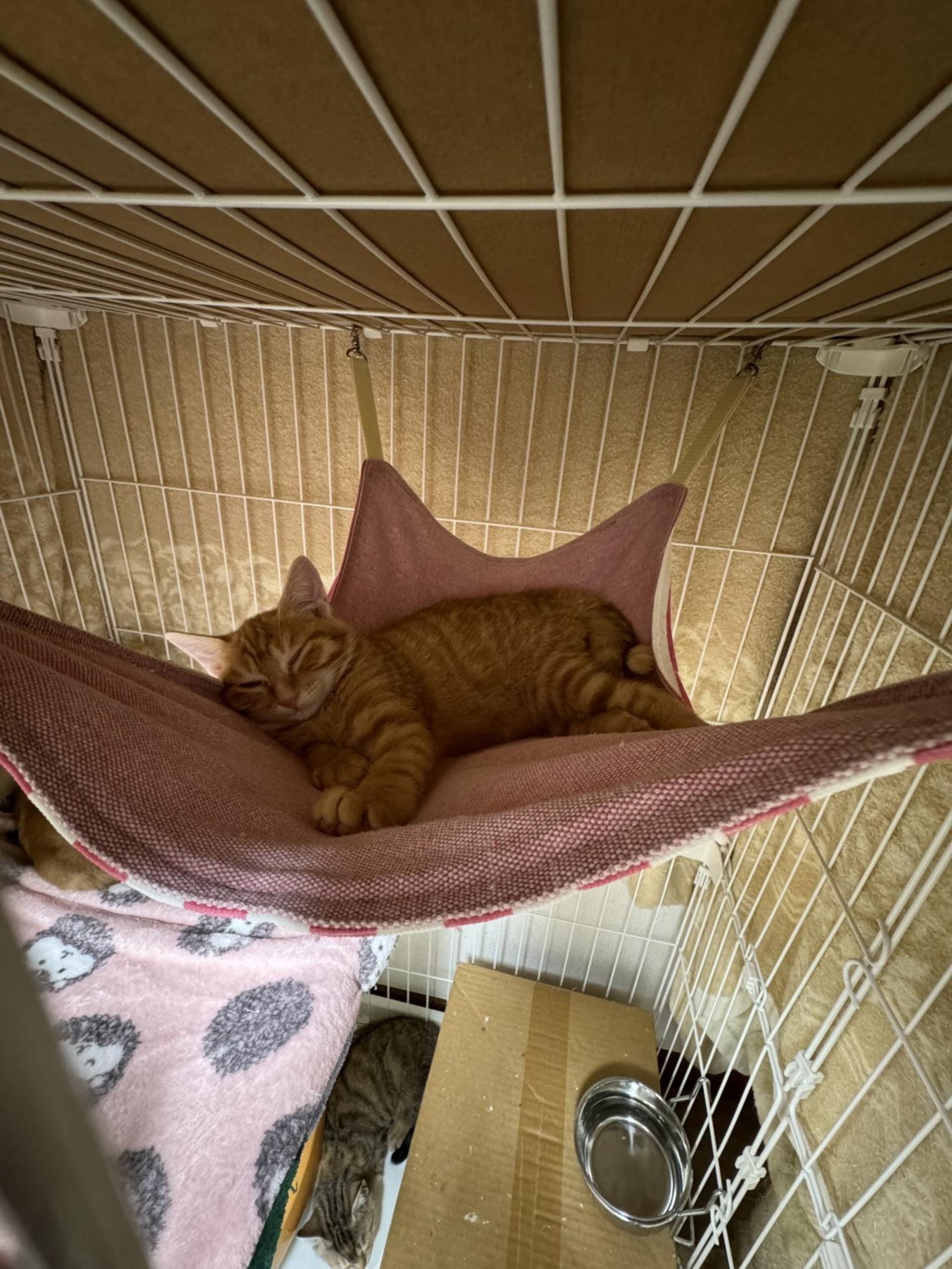 pet-image-4