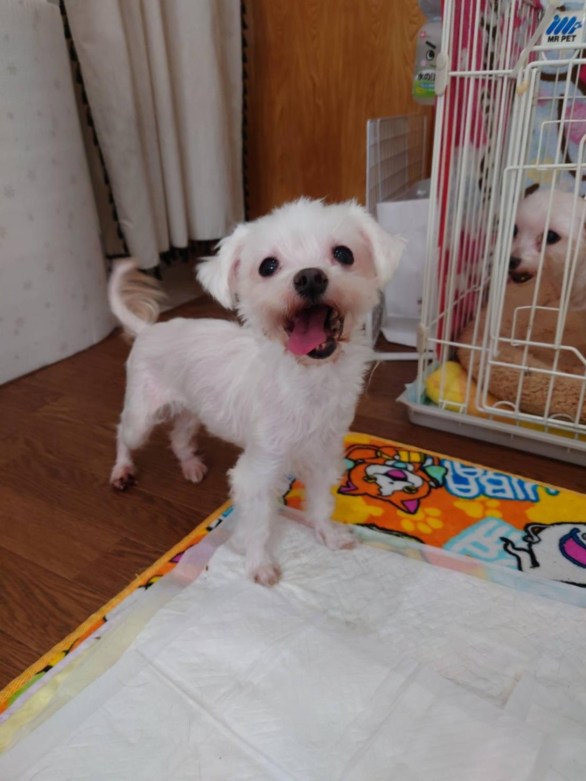 pet-image-4