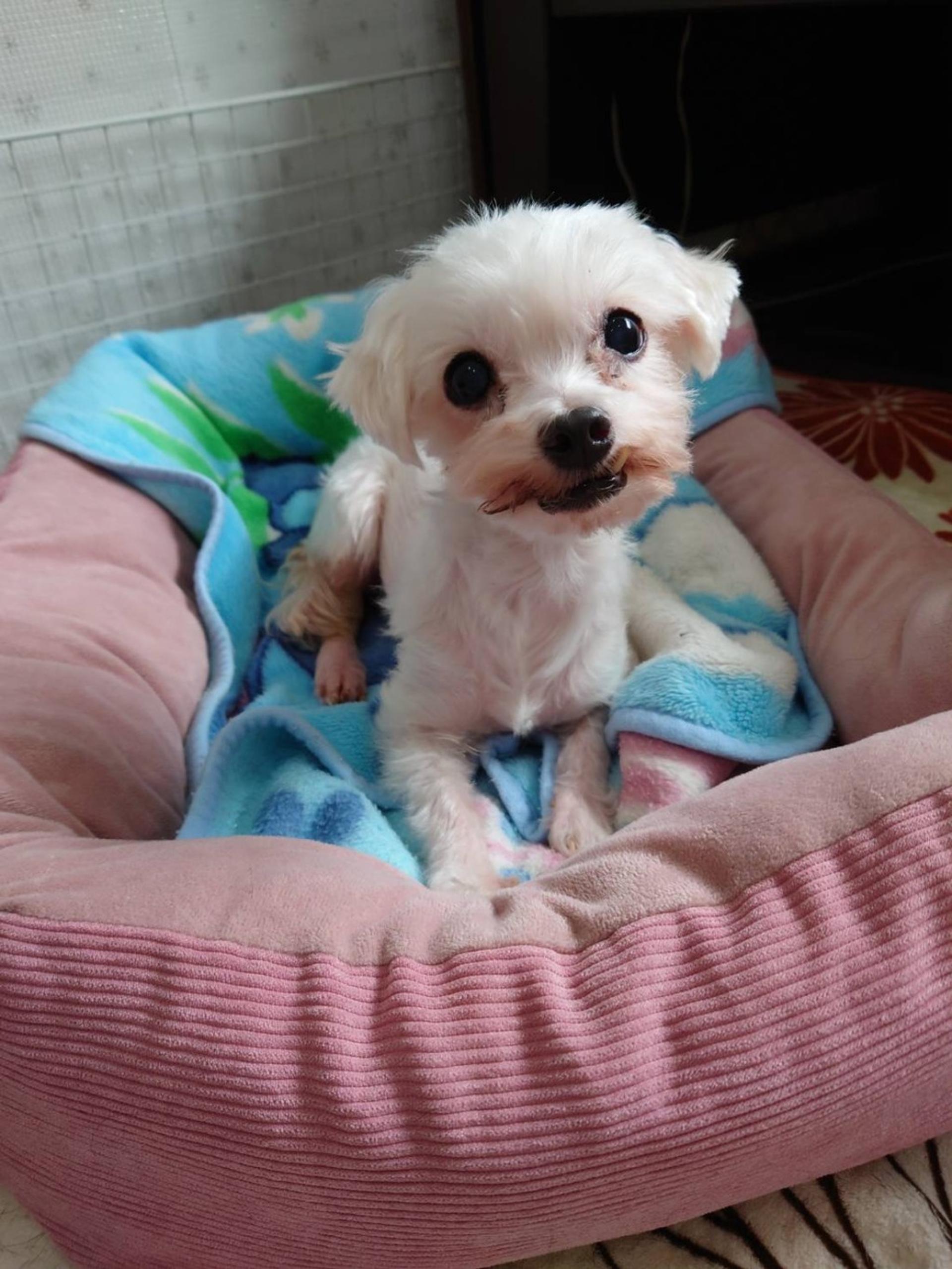 pet-image-6