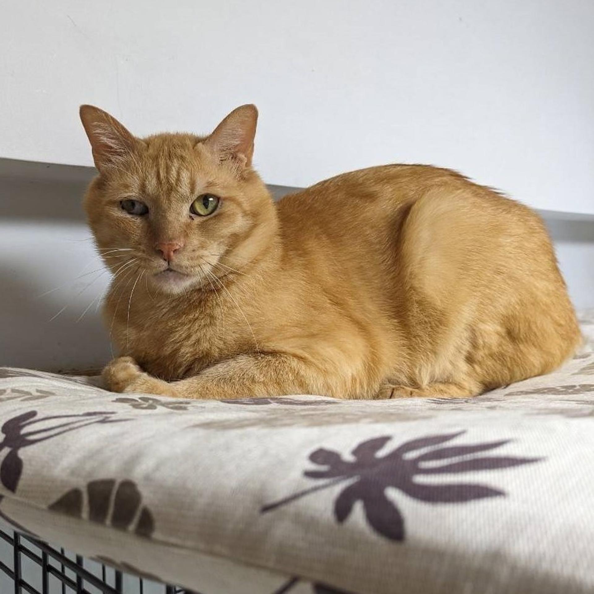 pet-image-5