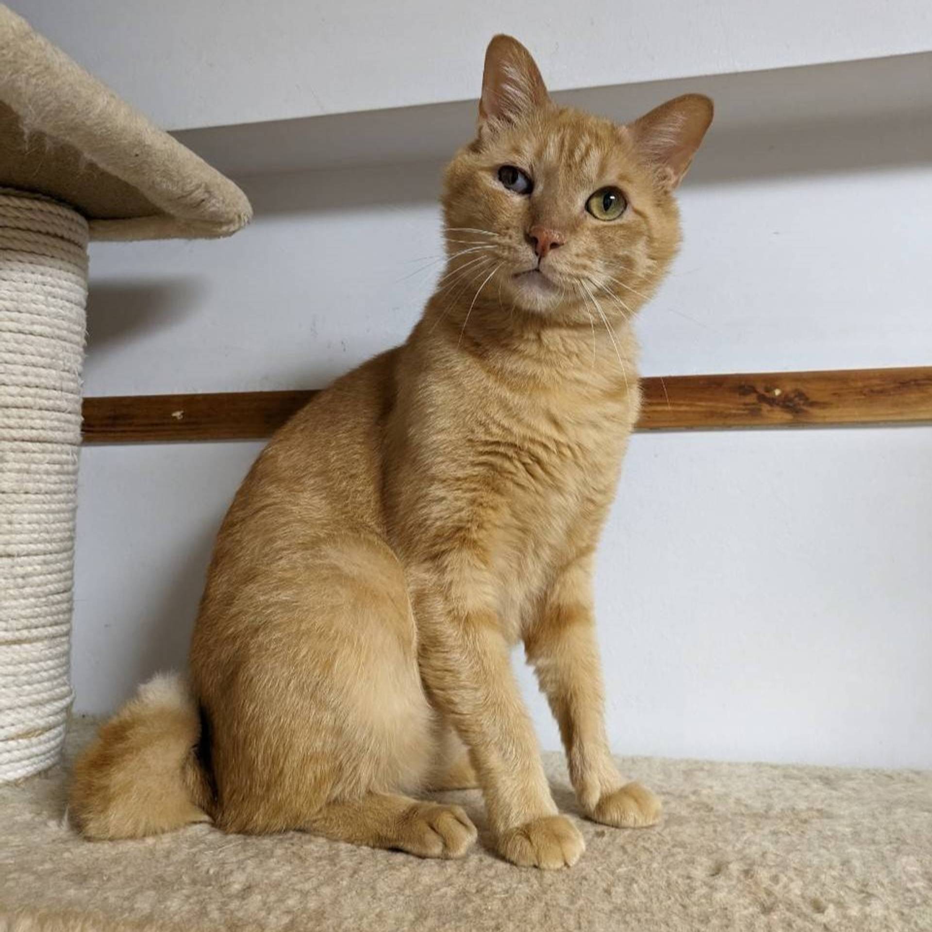 雑種（ミックス猫）・オスの里親募集の写真