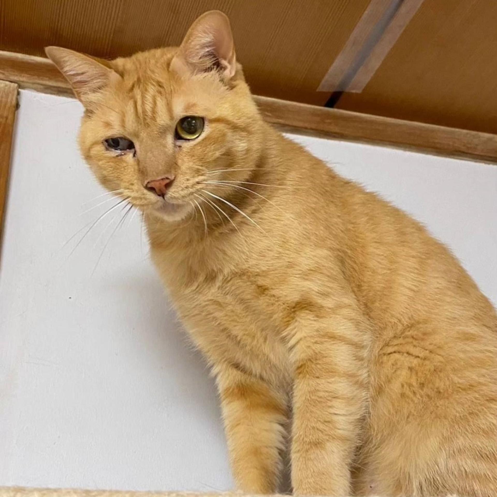 pet-image-2