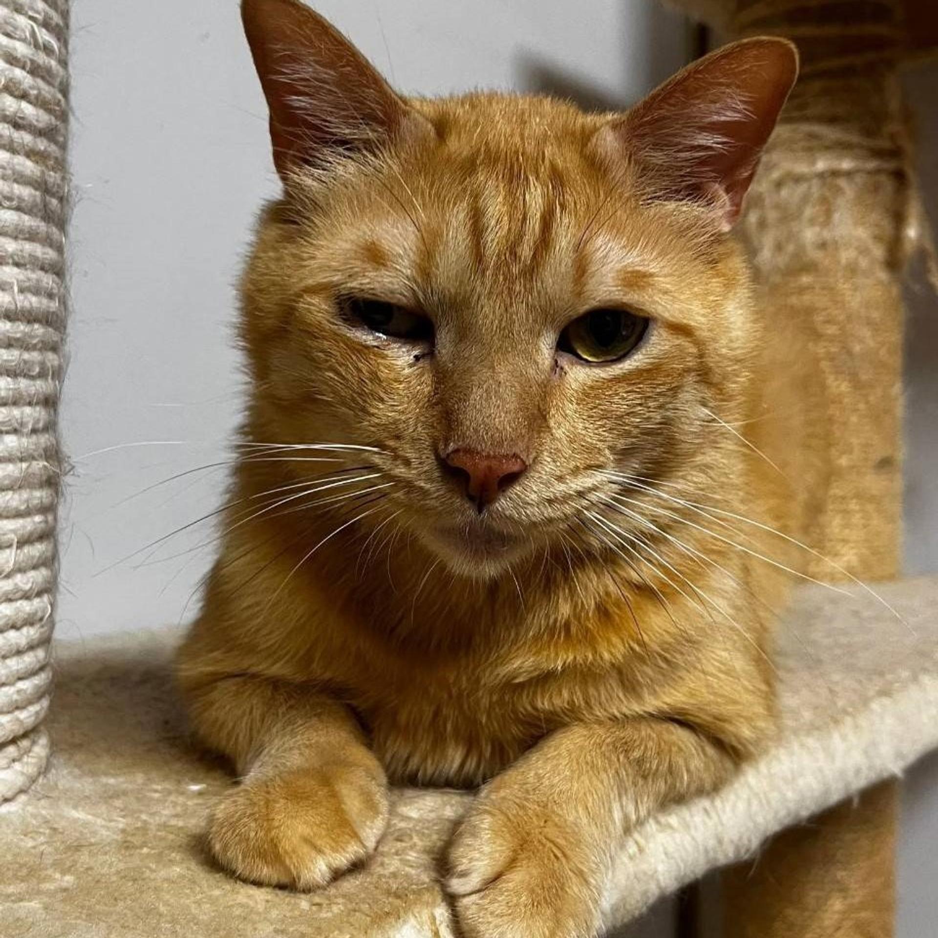 pet-image-3