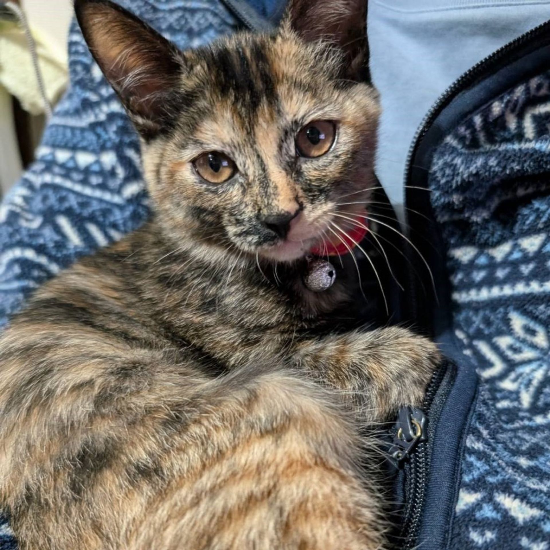 雑種（ミックス猫）・メスの里親募集の写真