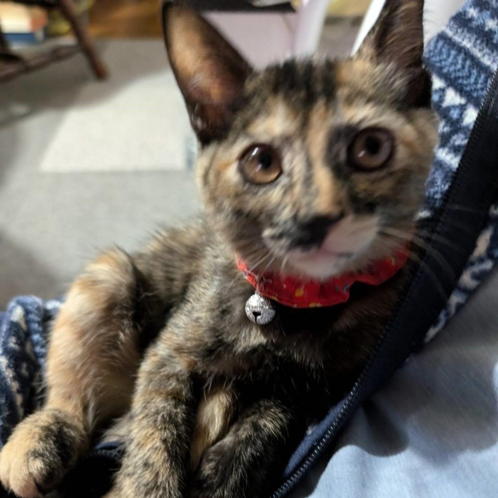 pet-image-4