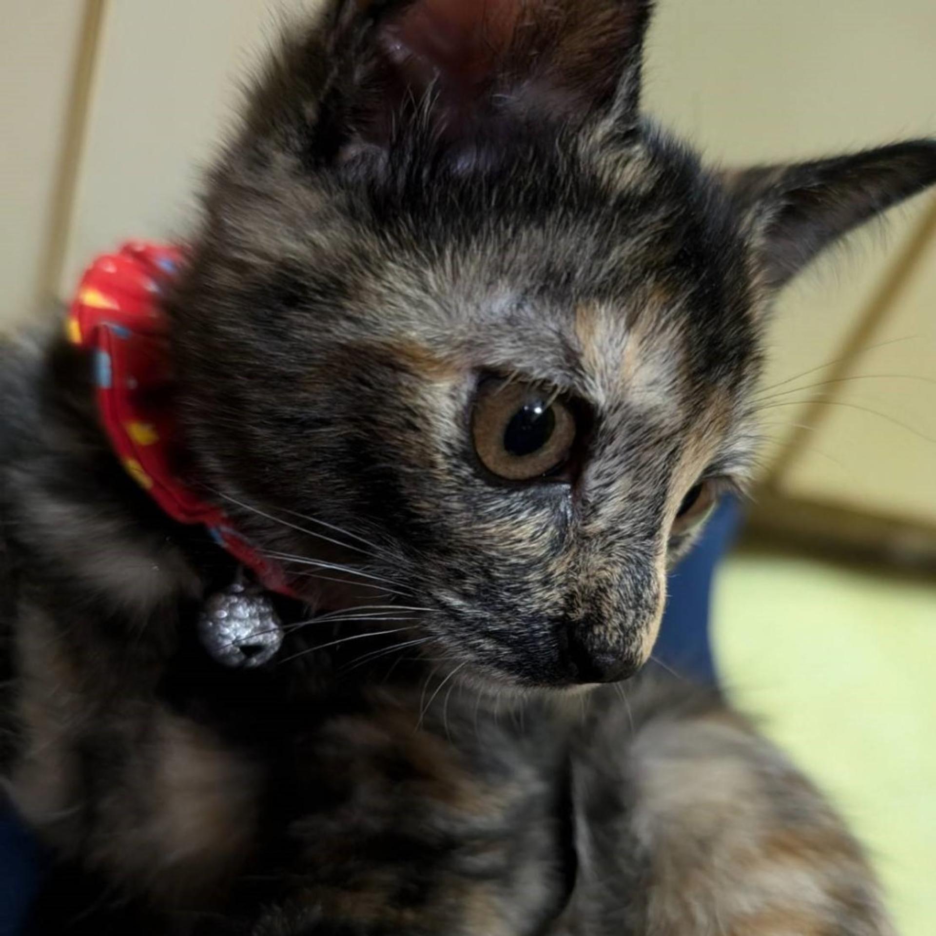 pet-image-6