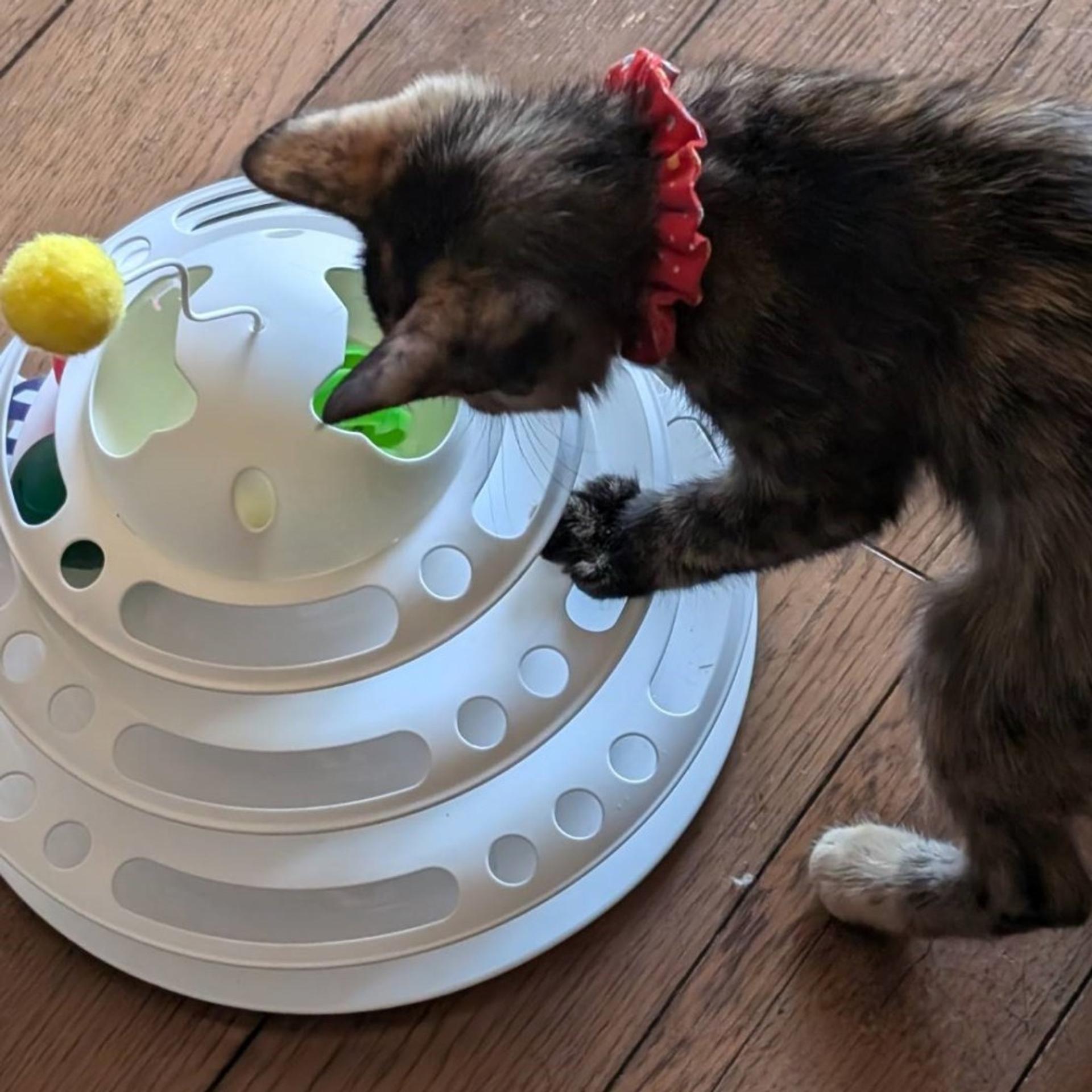 pet-image-10