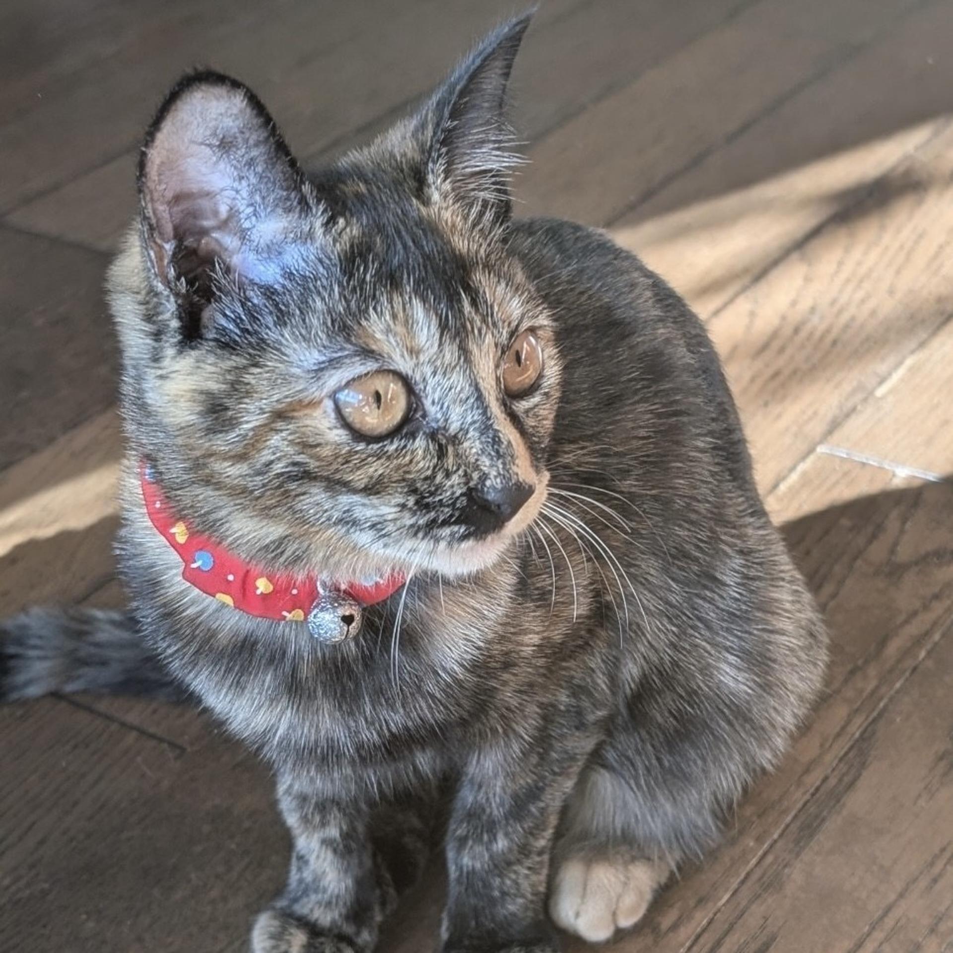 pet-image-2