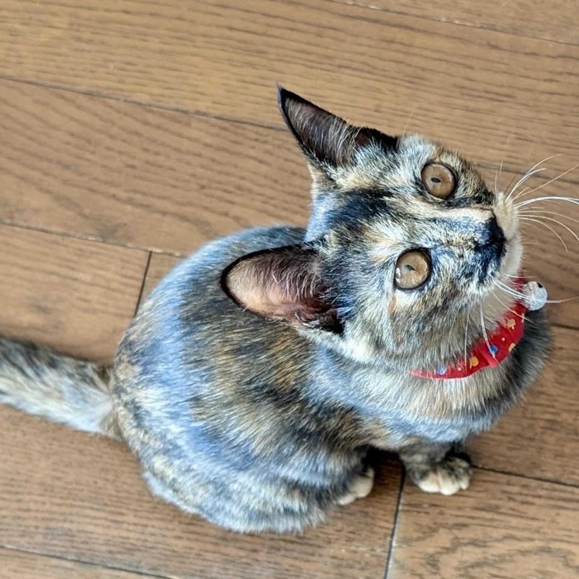pet-image-5