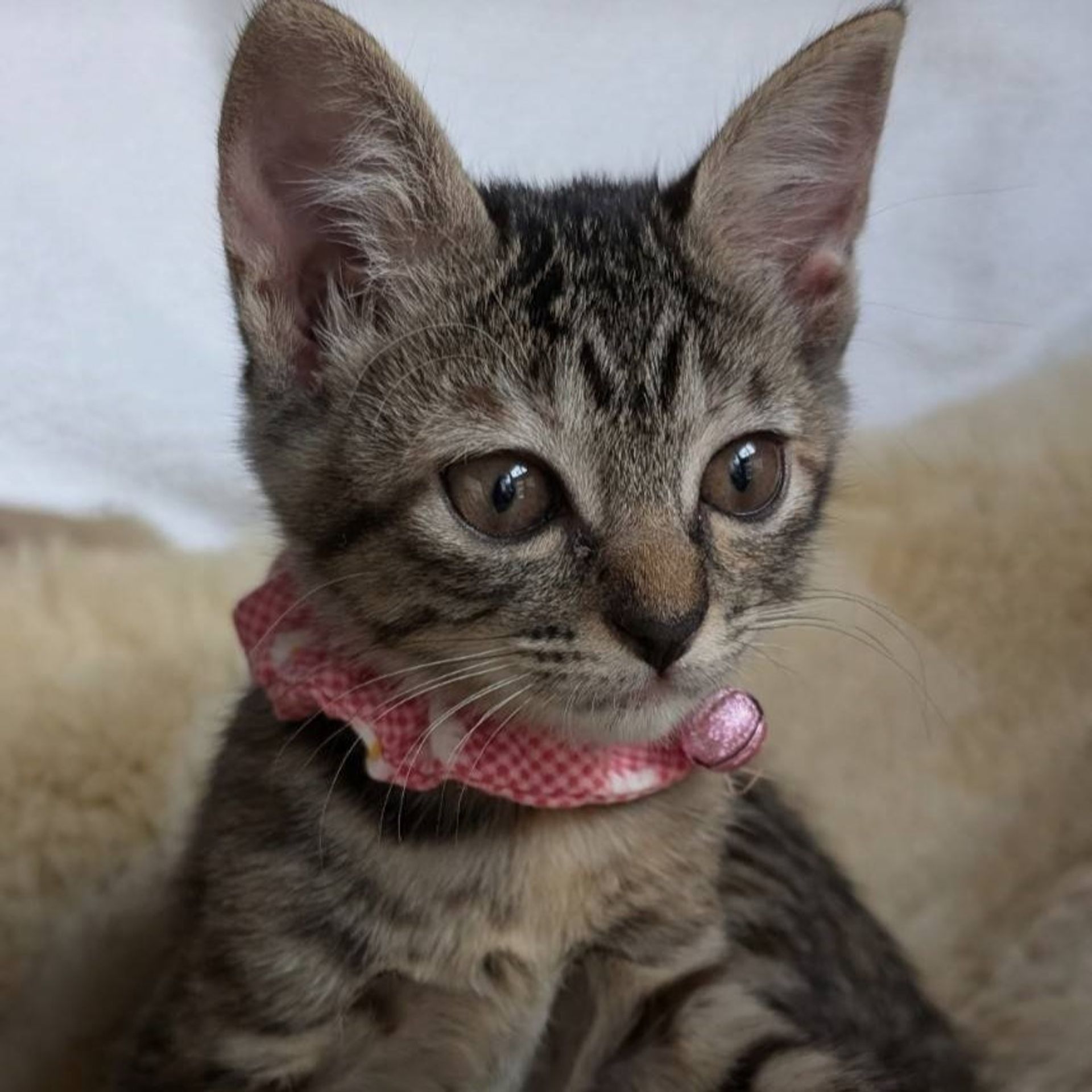 雑種（ミックス猫）・メスの里親募集の写真