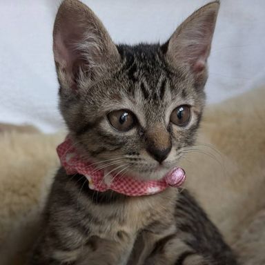 ロピの写真