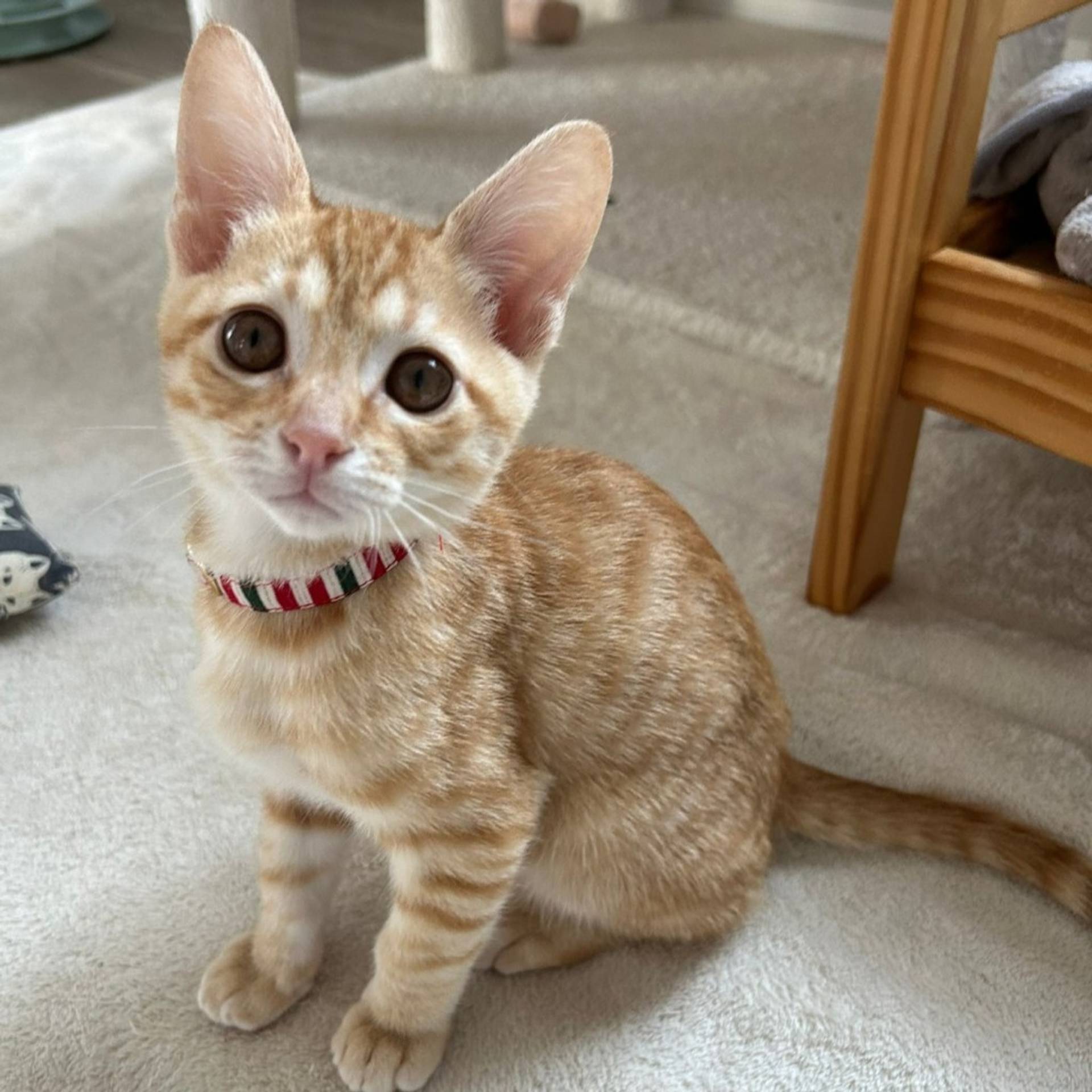 雑種（ミックス猫）・オスの里親募集の写真