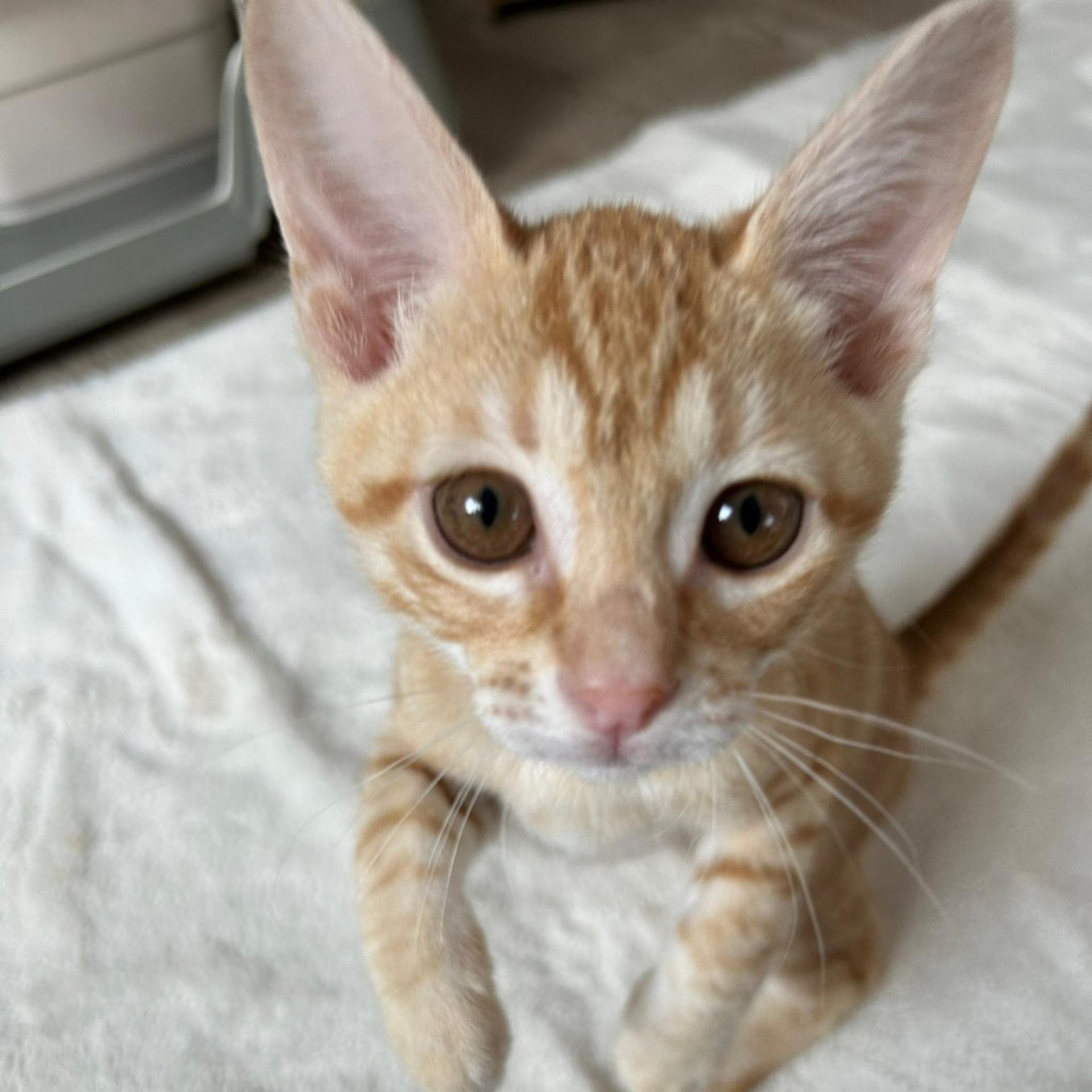 pet-image-2