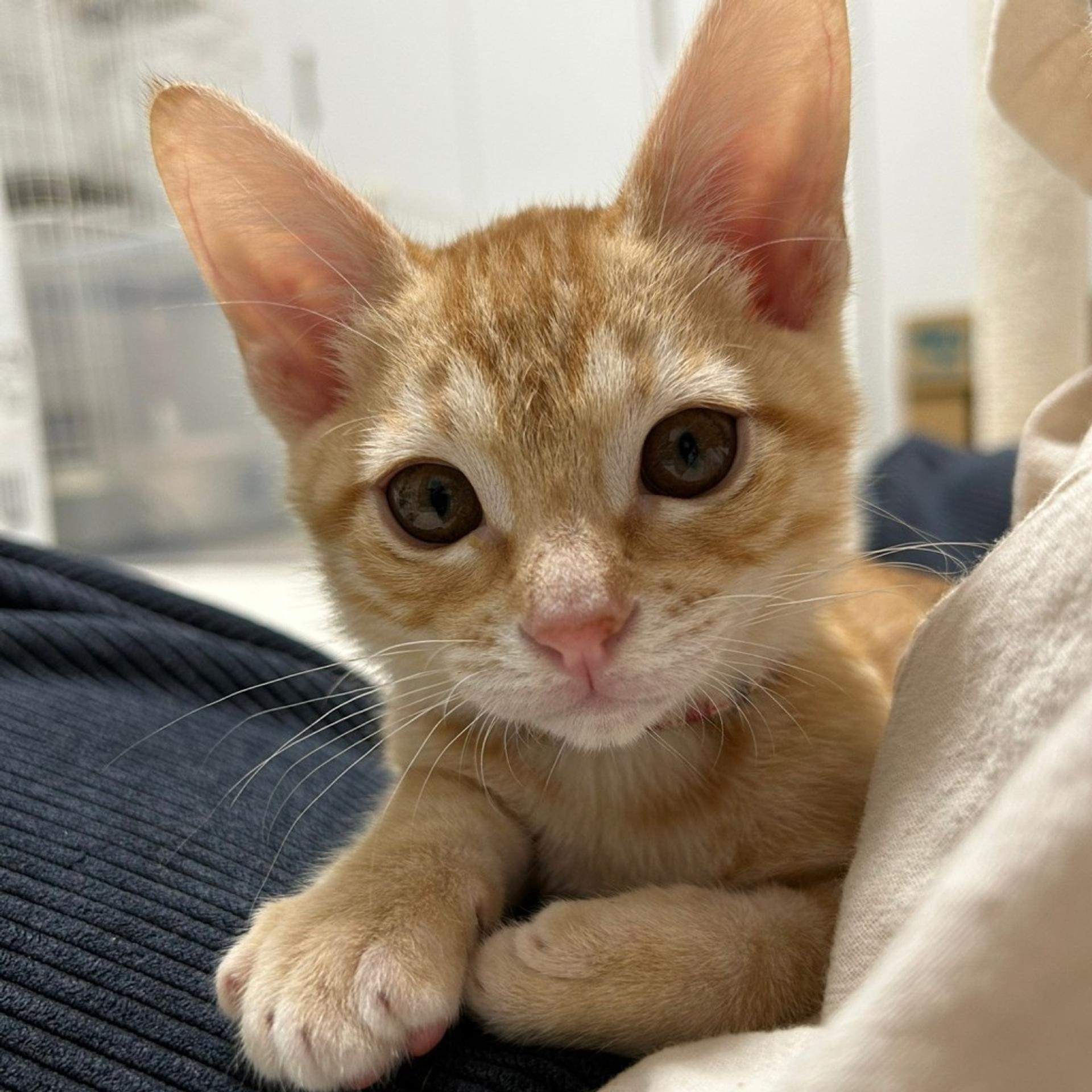 pet-image-4