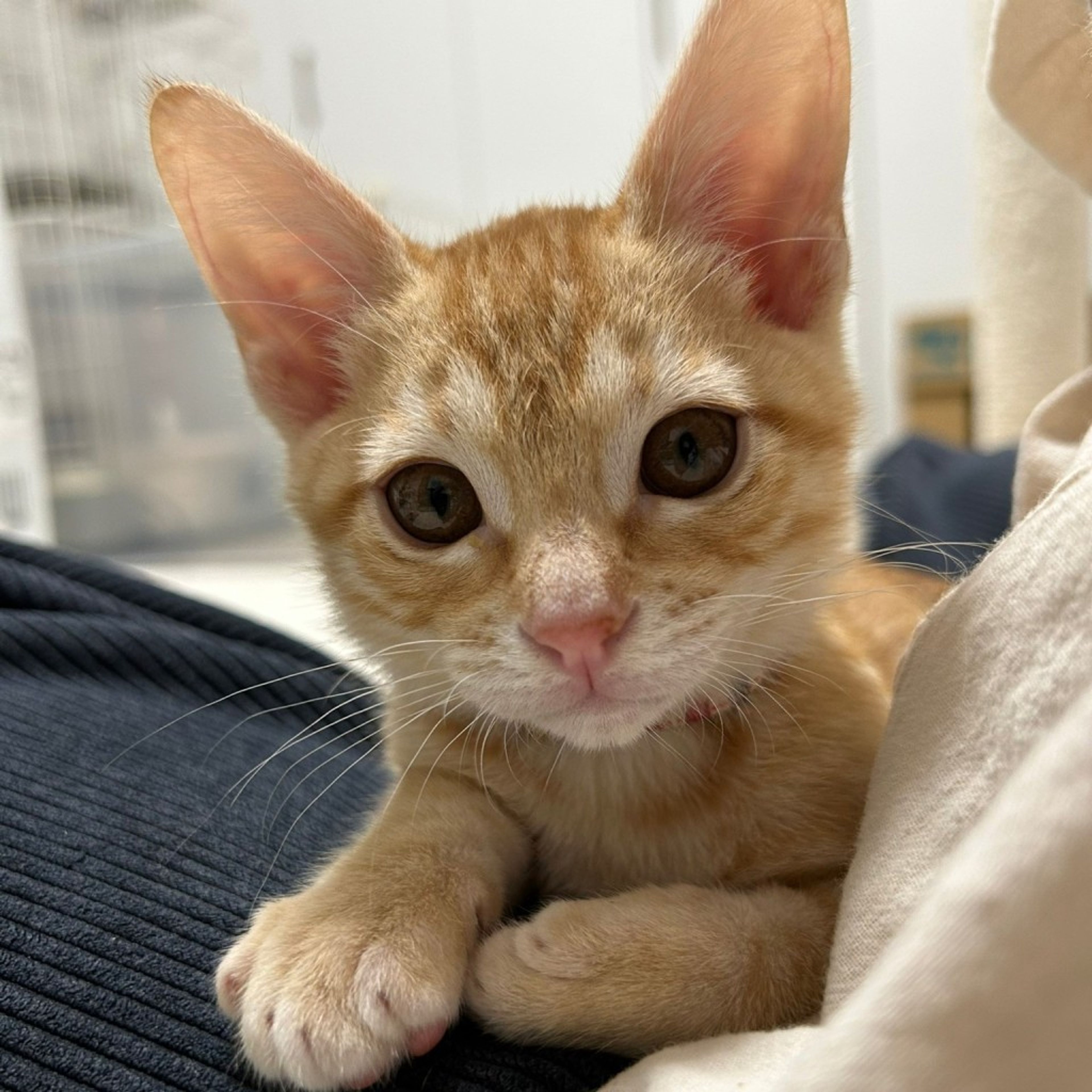 pet-image-4