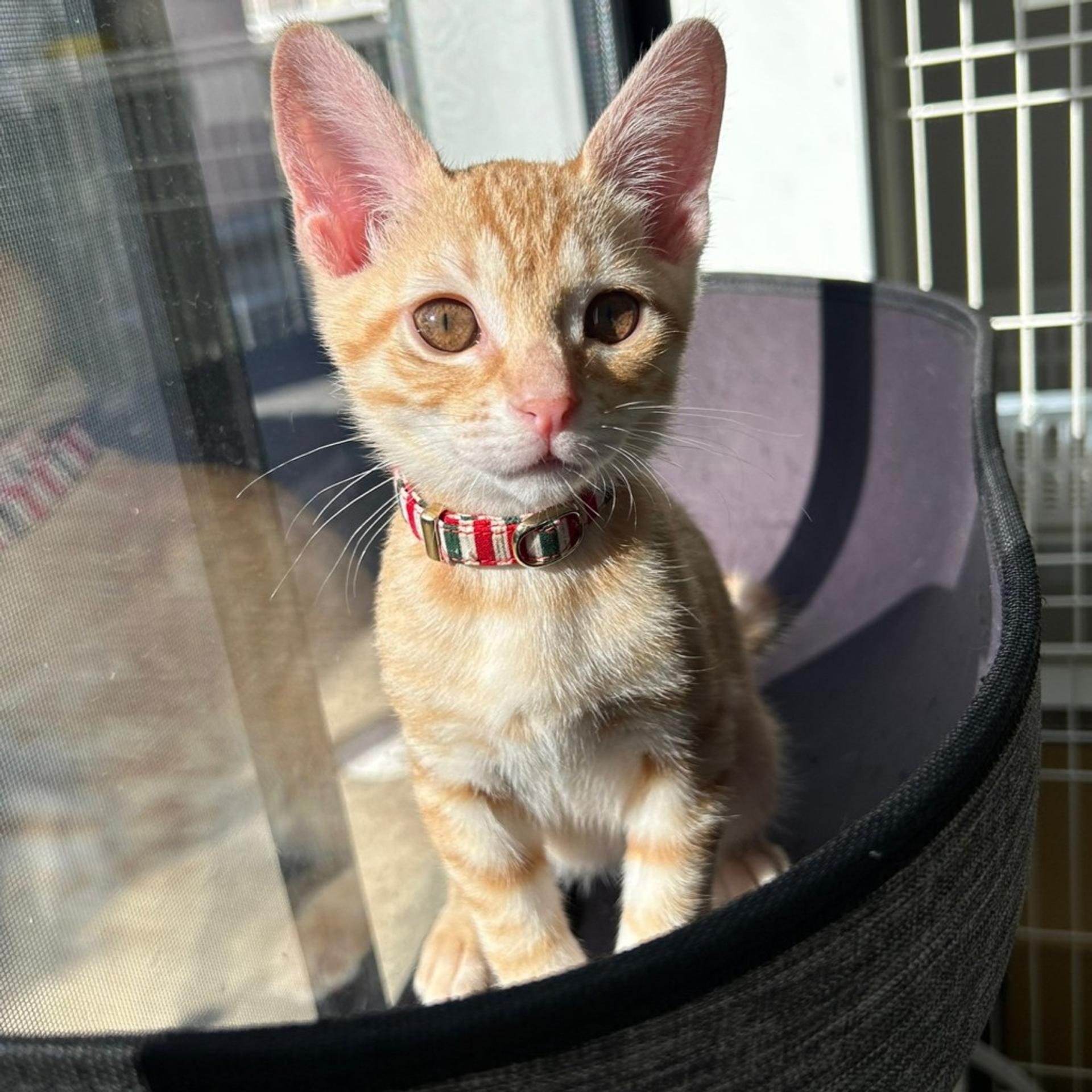 pet-image-6