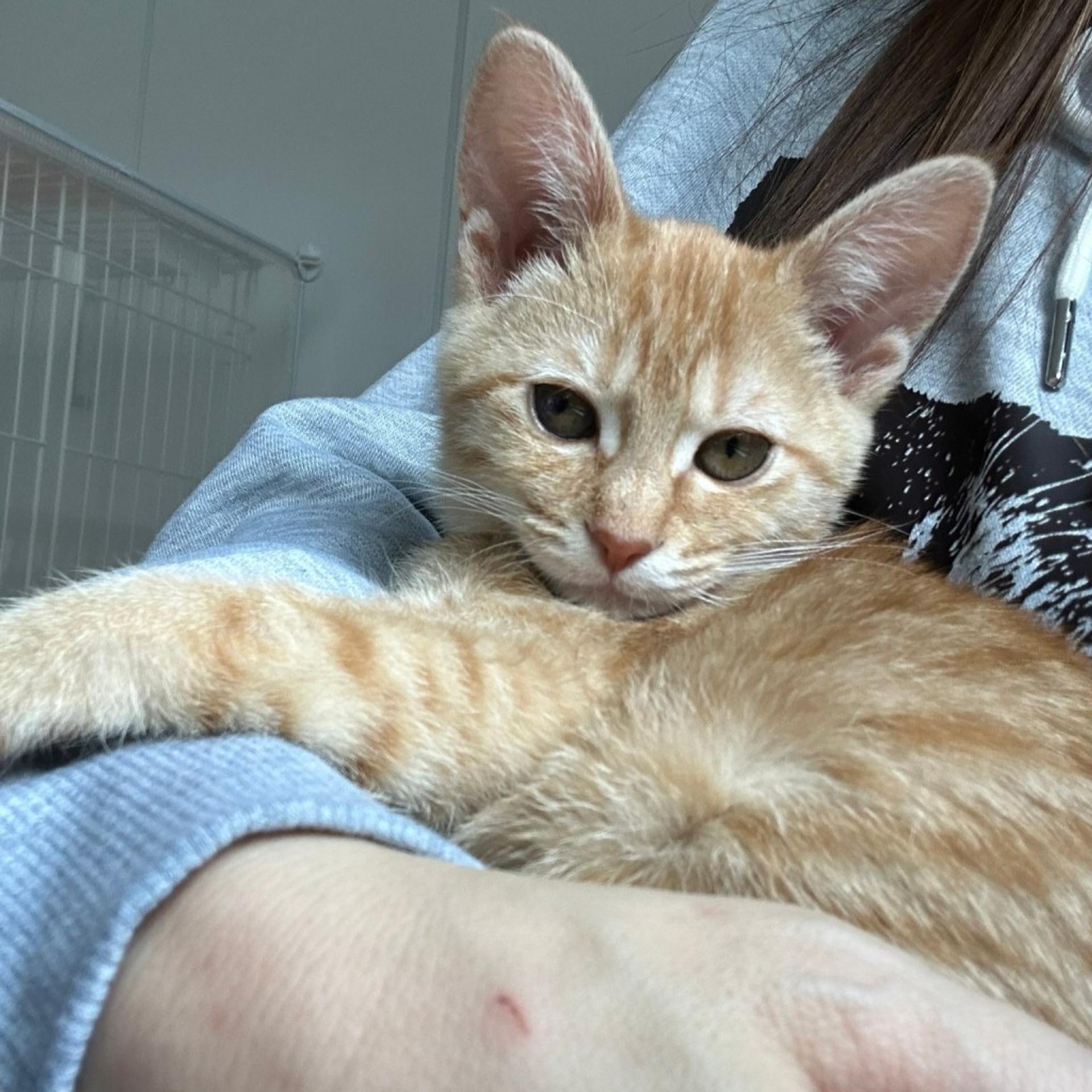 pet-image-6
