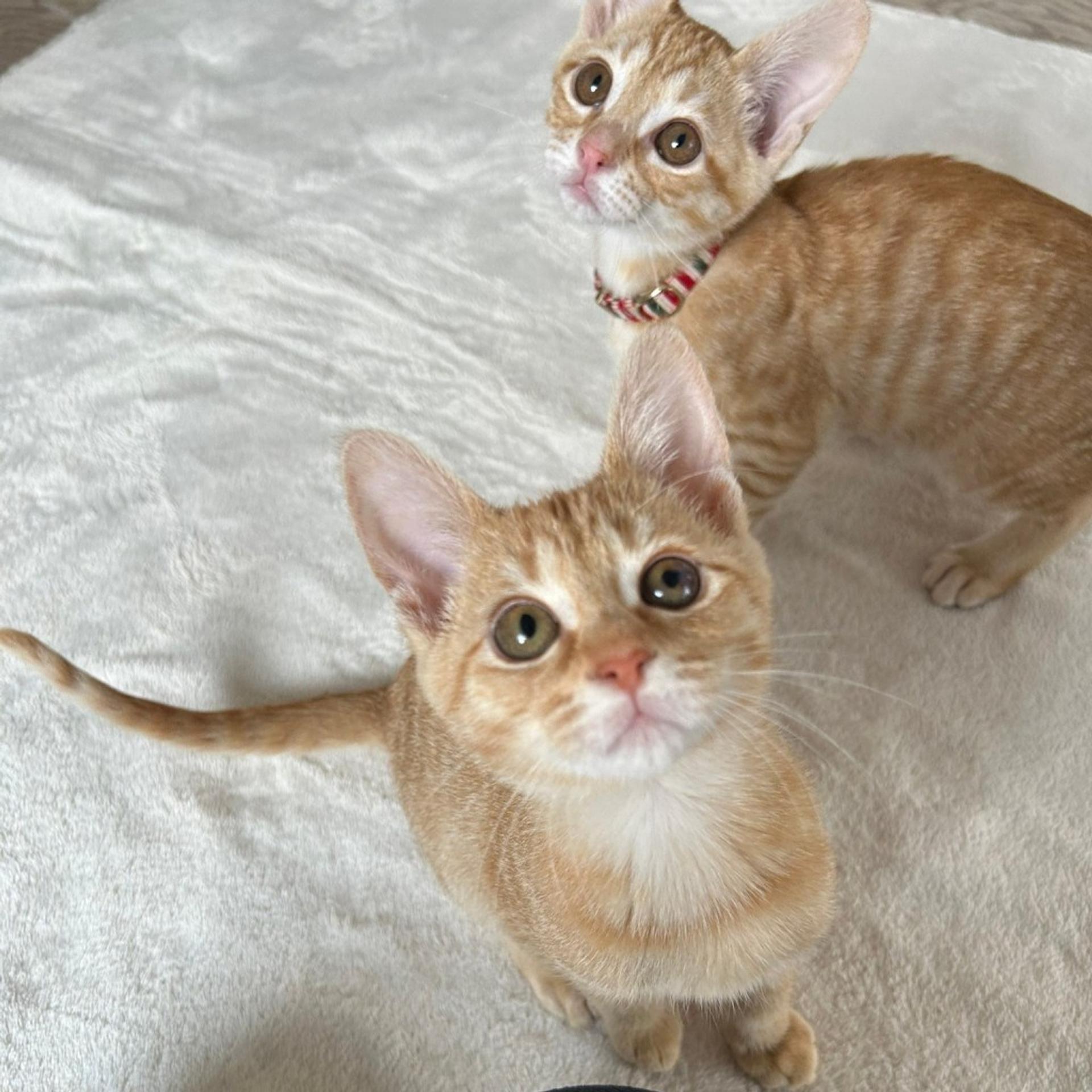 pet-image-7