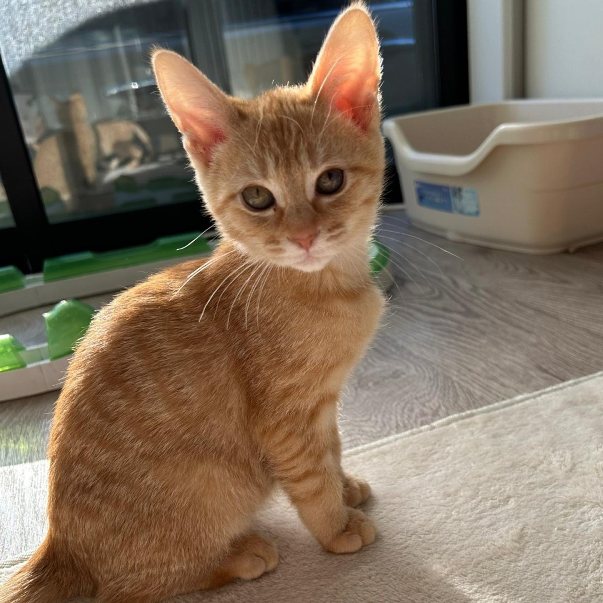 pet-image-4