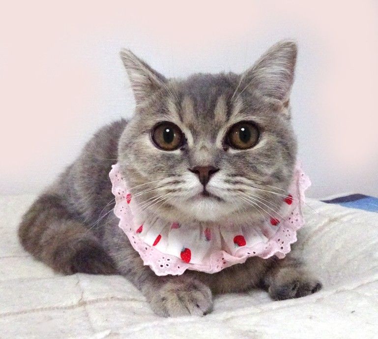 The mother cat's request for her kitten. - YouTube