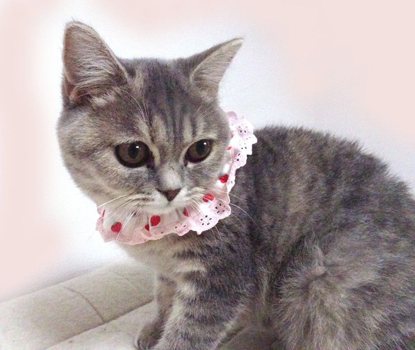 コパークラフト  題名「子猫のママは あたし」 180gのミニミニ子猫、巣立ちまで逞しく成長する The too-smaill