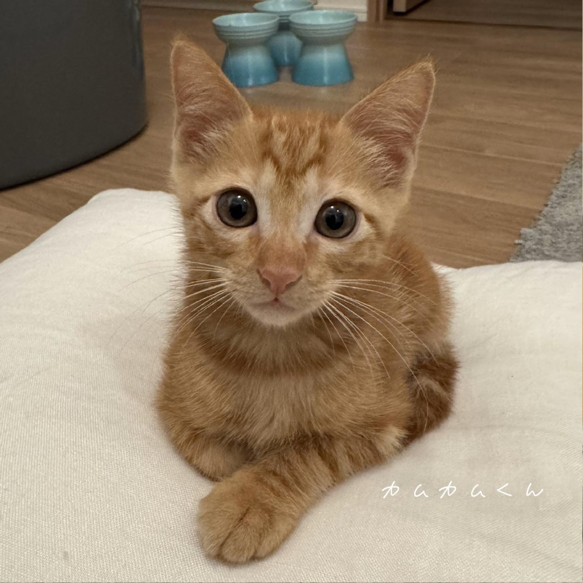 pet-image-3
