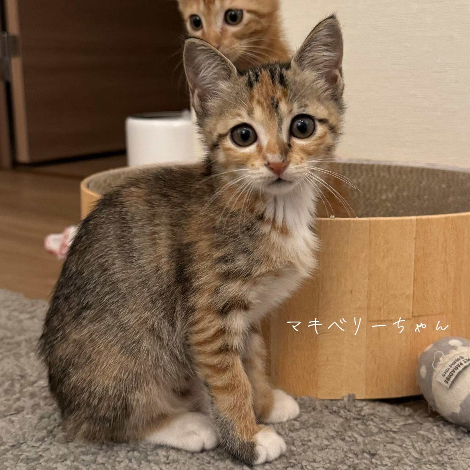 pet-image-4