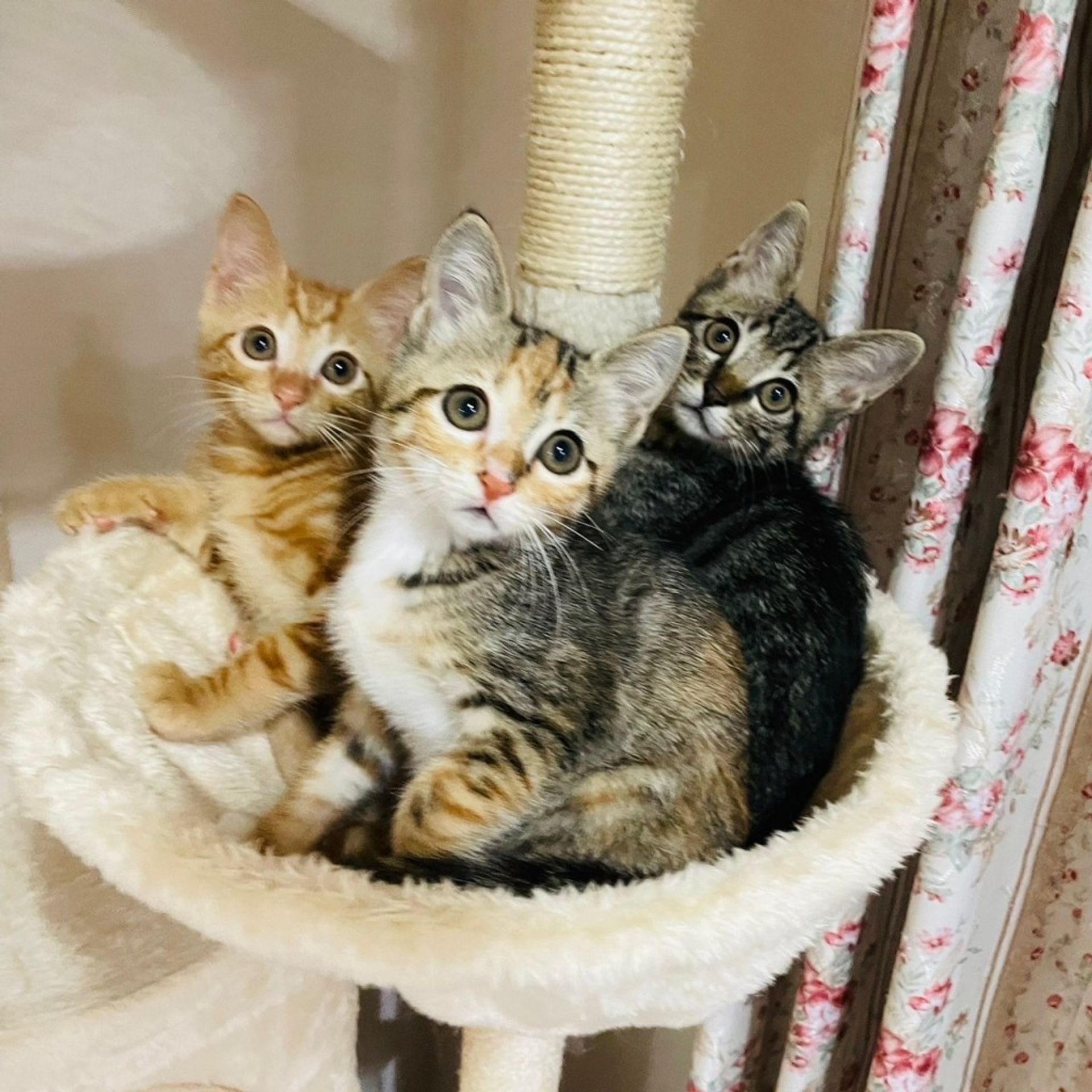 雑種（ミックス猫）・メスの里親募集の写真