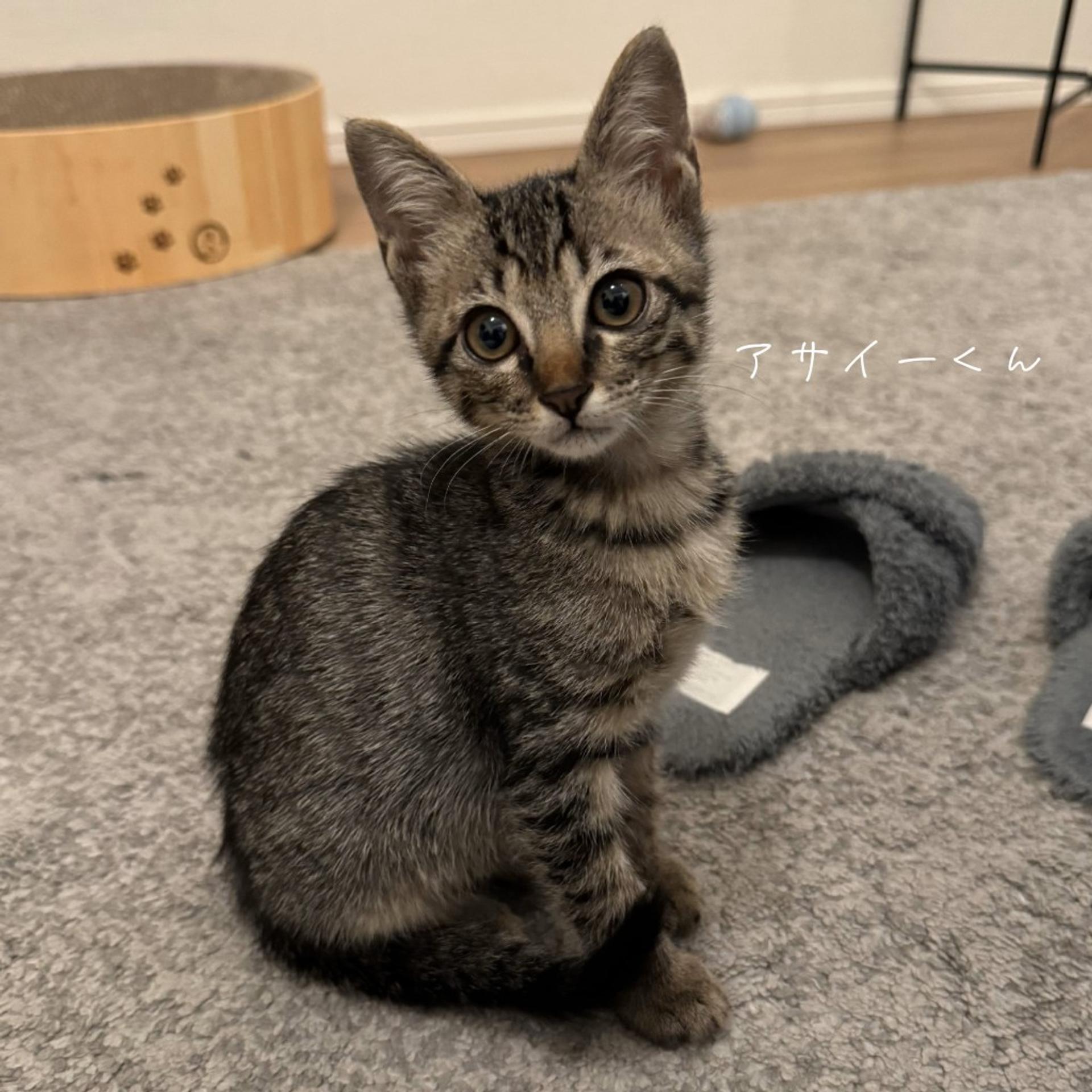 pet-image-2