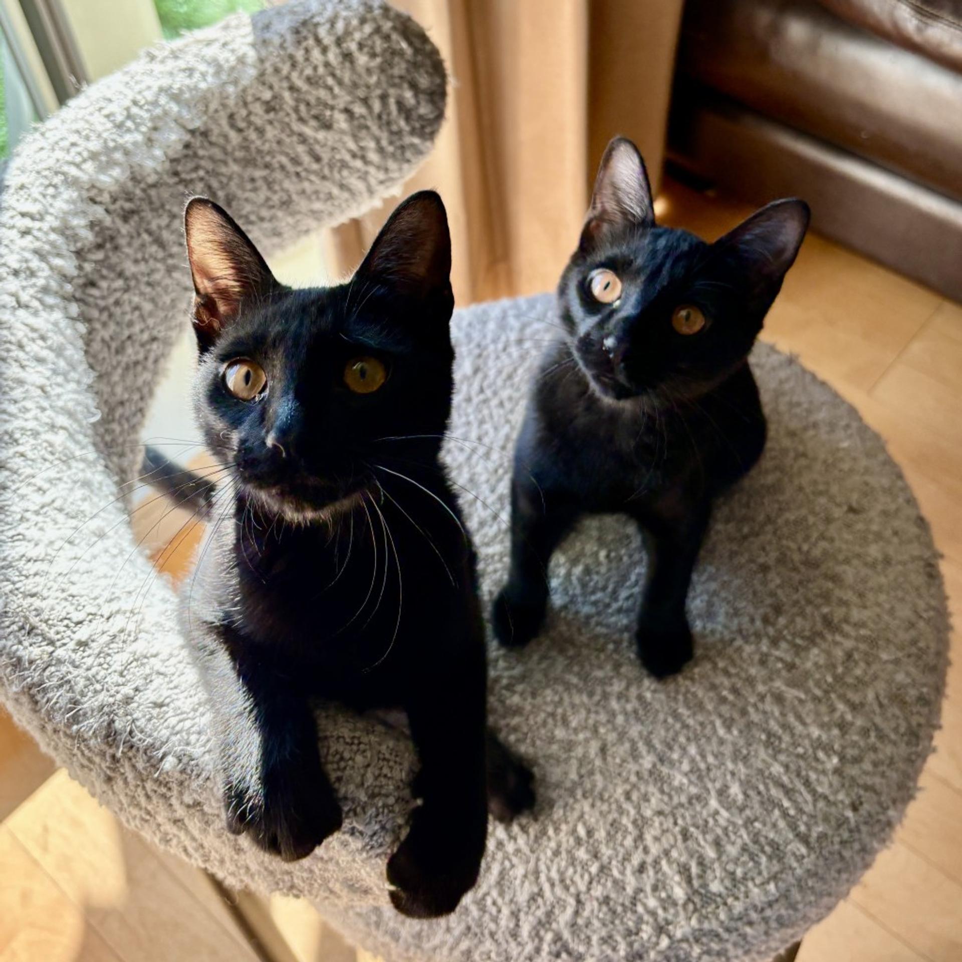 pet-image-8