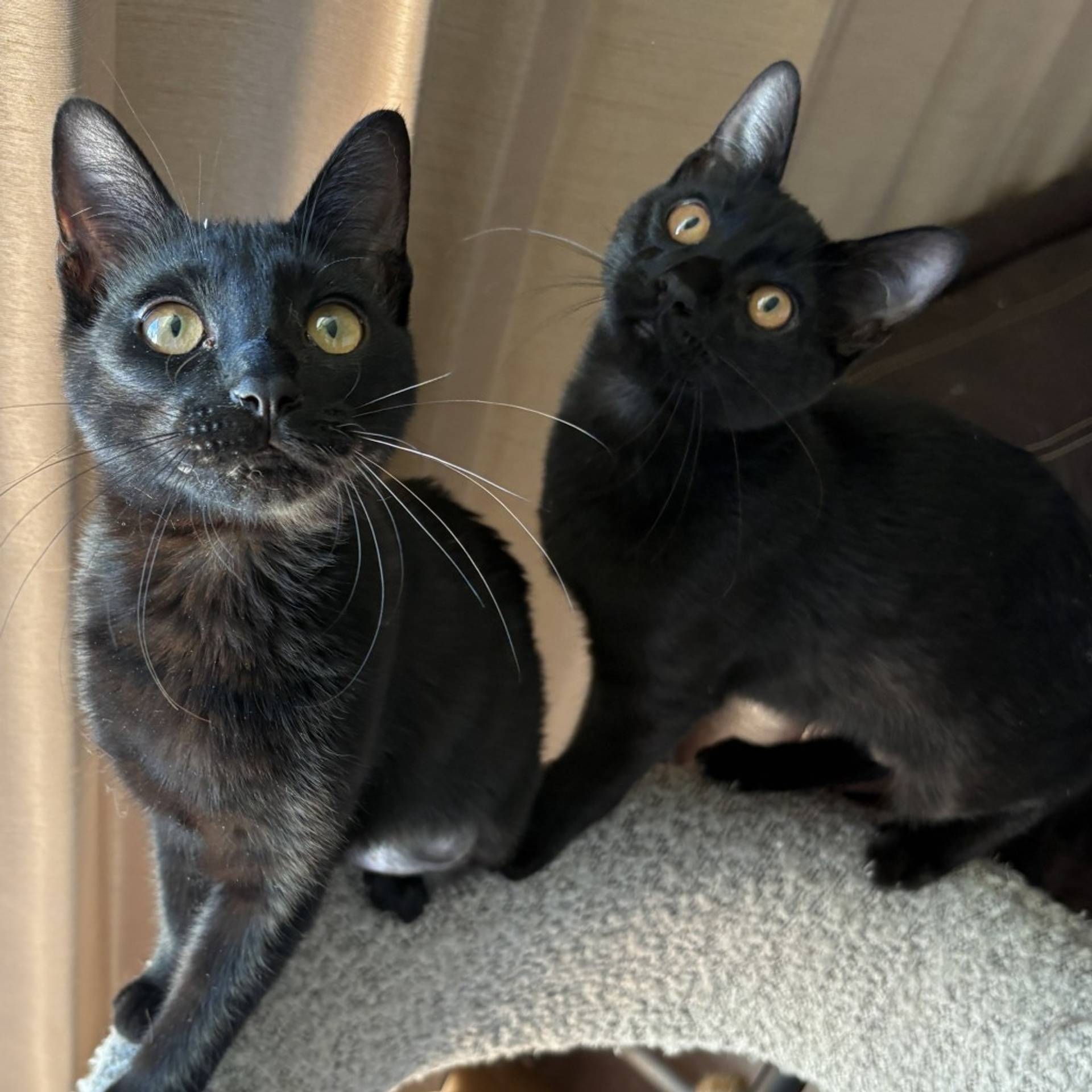 雑種（ミックス猫）・メスの里親募集の写真